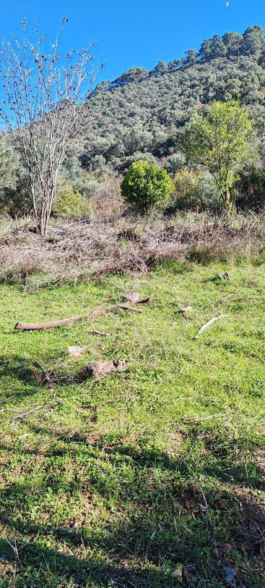 İzmir Bayındır Sarıyurt Mahallesinde Dere Kenarı Düz Konumda 287 M² Bahçe Satılıktır - Görsel 3