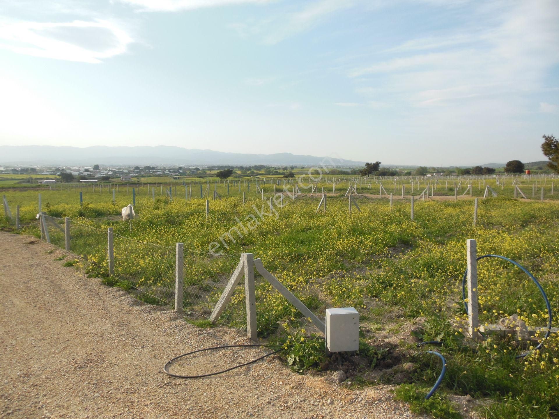 Bal Gayrimenkul- Elektrik Su Hazır Noter Satışlı 270 M2 Bahçe - Görsel 13
