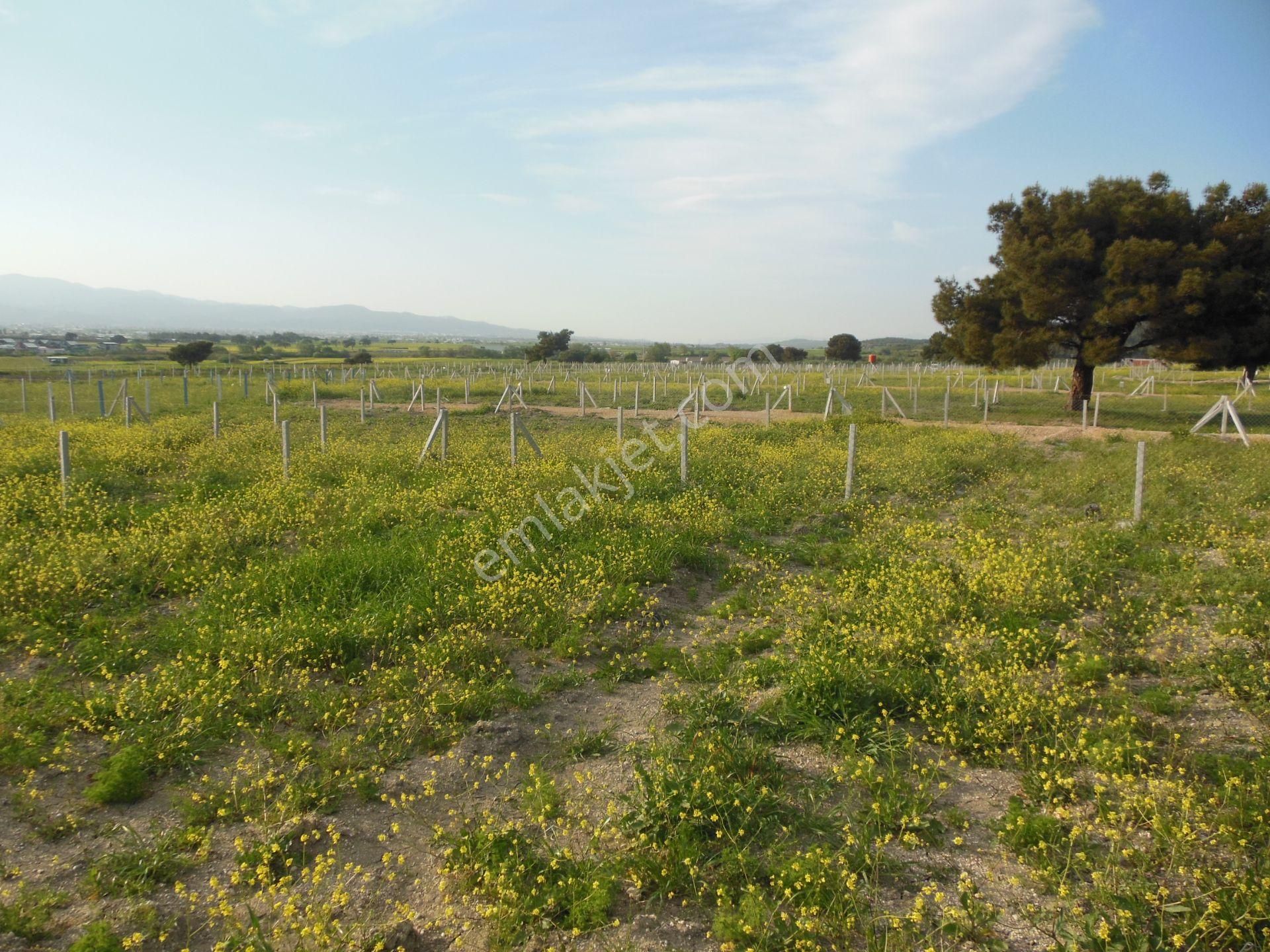 Bal Gayrimenkul- Elektrik Su Hazır Noter Satışlı 270 M2 Bahçe - Görsel 8