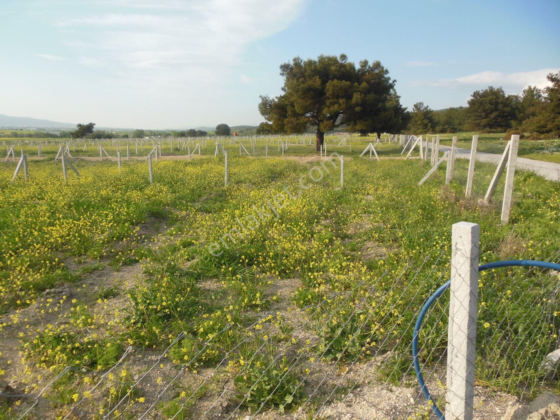 Bal Gayrimenkul- Elektrik Su Hazır Noter Satışlı 270 M2 Bahçe - Görsel 9