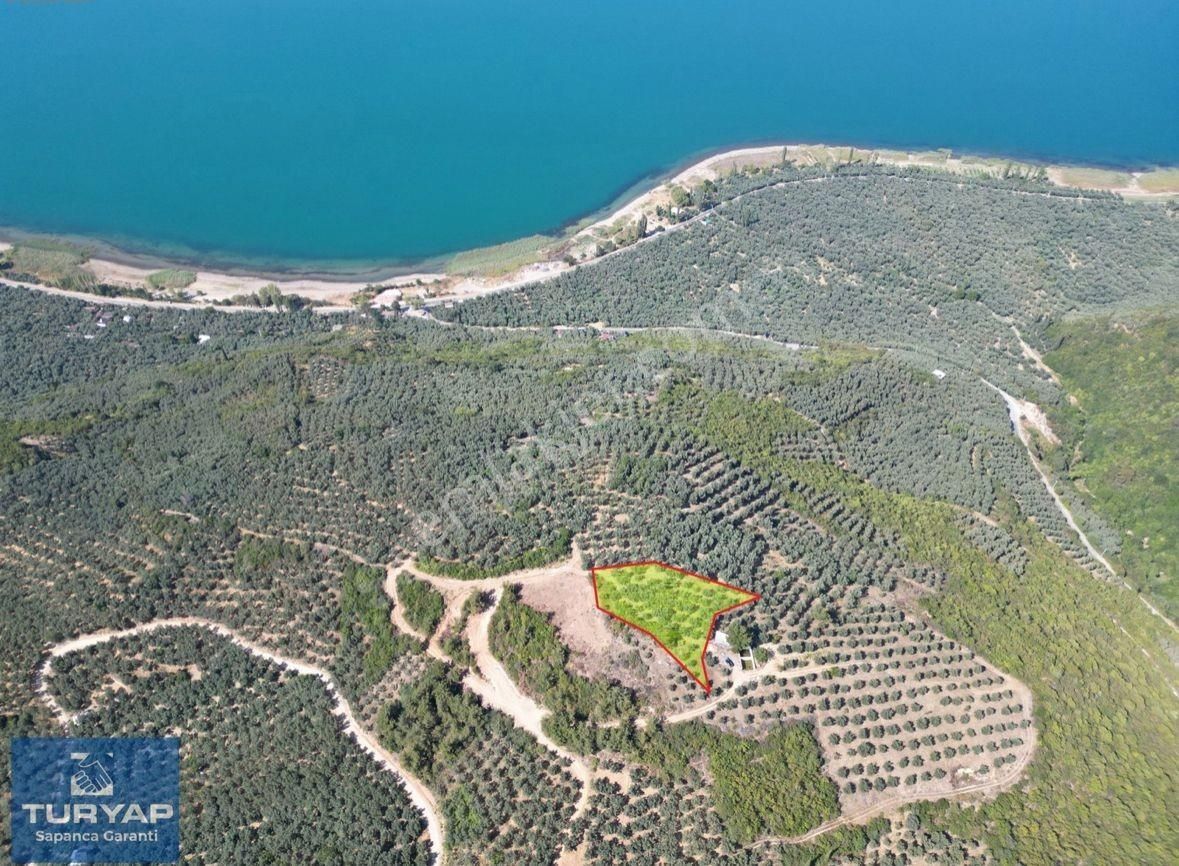 Turyaptan İznik Gölü Manzaralı Yatırıma Uygun Hesaplı Zeytinlik - Görsel 4