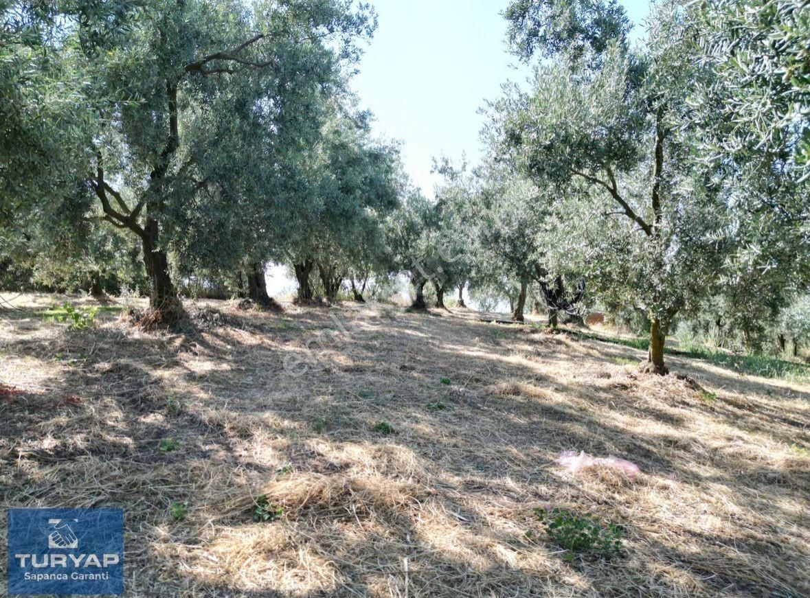 Turyaptan İznik Gölü Manzaralı Yatırıma Uygun Hesaplı Zeytinlik - Görsel 7