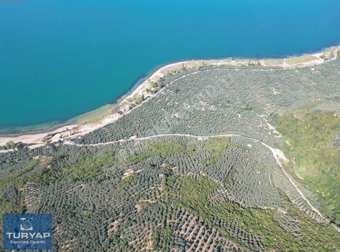 Turyaptan İznik Gölü Manzaralı Yatırıma Uygun Hesaplı Zeytinlik - Görsel 5