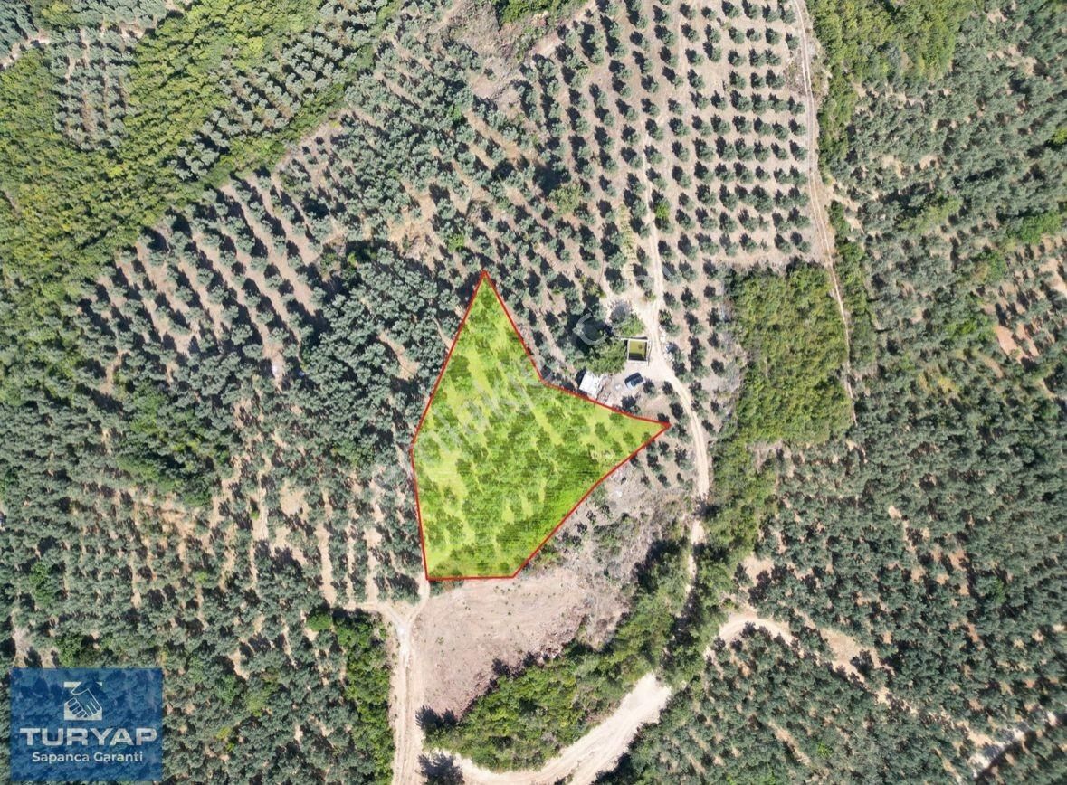 Turyaptan İznik Gölü Manzaralı Yatırıma Uygun Hesaplı Zeytinlik - Görsel 2
