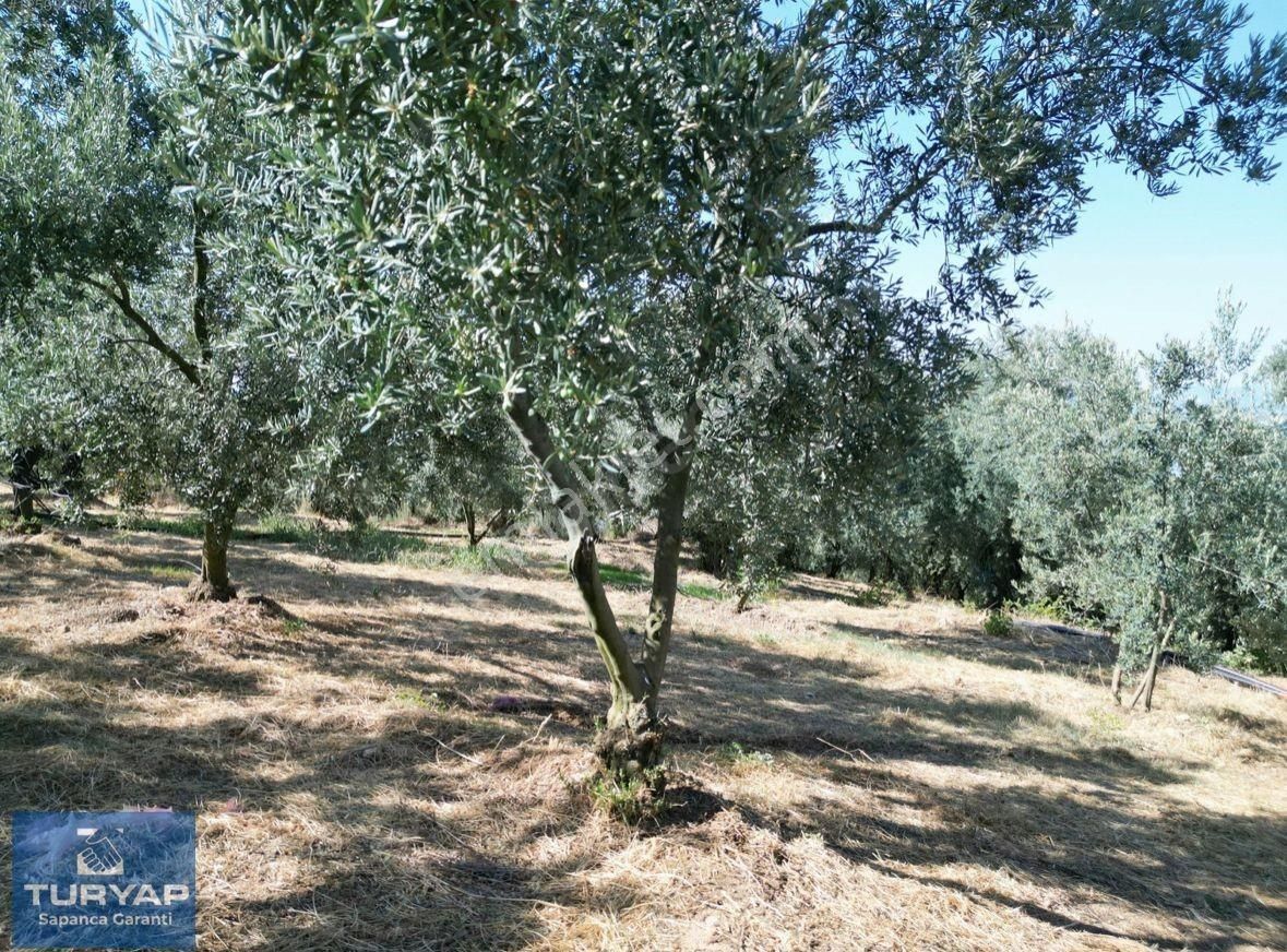 Turyaptan İznik Gölü Manzaralı Yatırıma Uygun Hesaplı Zeytinlik - Görsel 11