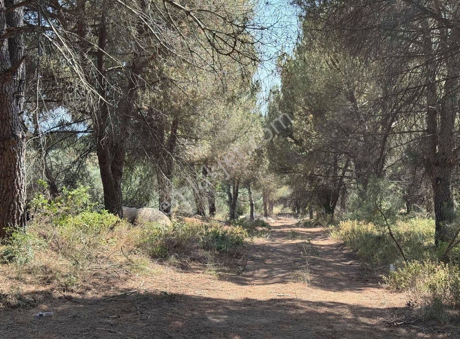 Mısırlı Emlak'tan Ana Yola Cephe 20 Dönüm Yatırımlık Tarla