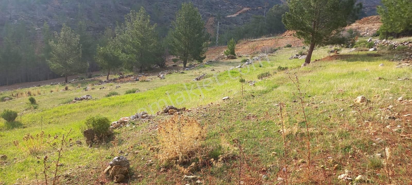 Satılık Keçiboynuzu Bahçesi 7 Dönüm - Görsel 9