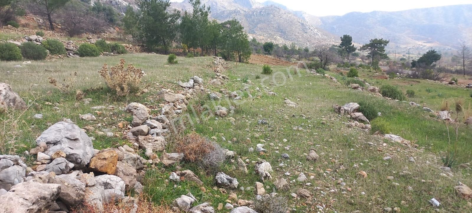 Satılık Keçiboynuzu Bahçesi 7 Dönüm - Görsel 8