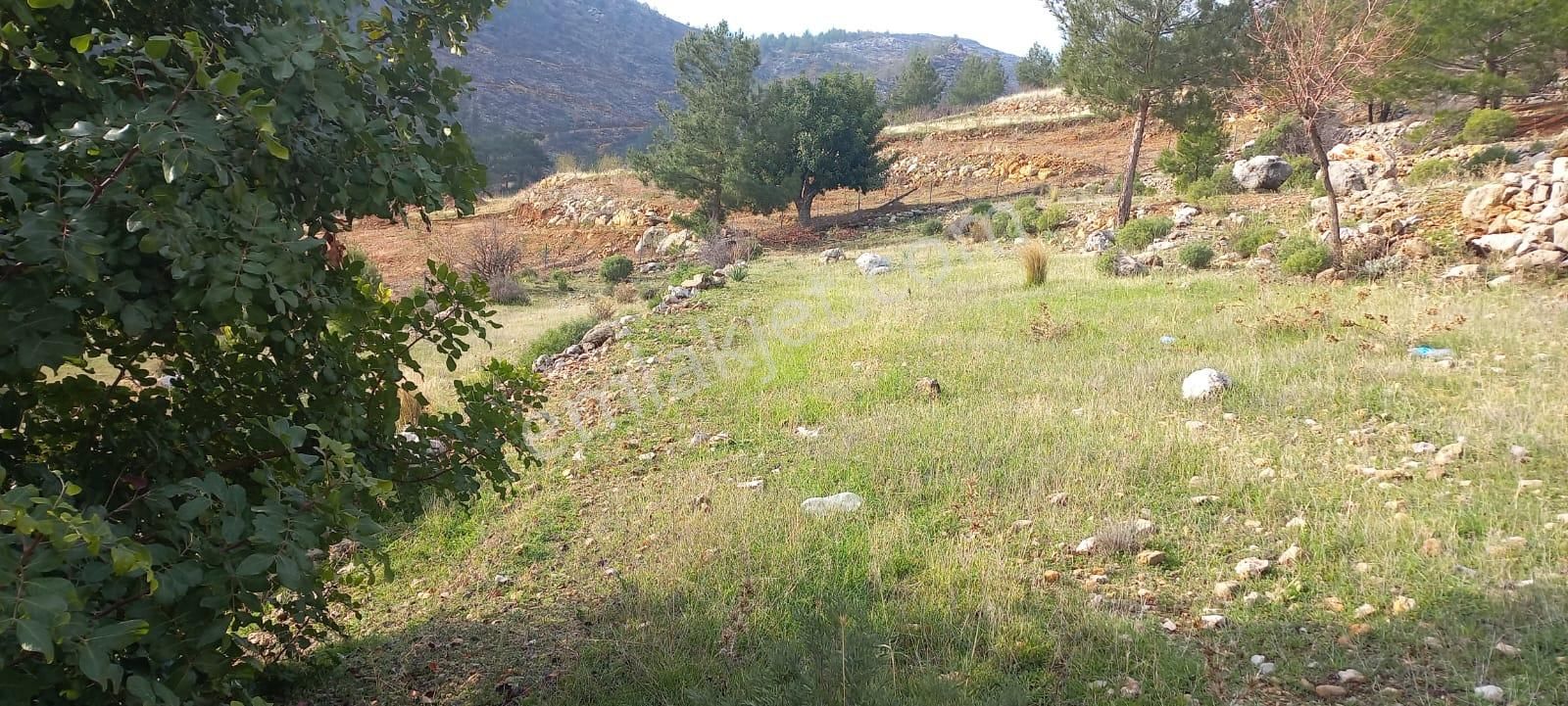 Satılık Keçiboynuzu Bahçesi 7 Dönüm - Görsel 4