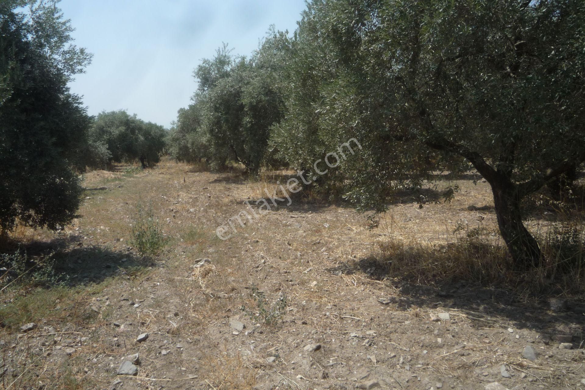 İzmir Torbalı Gold Emlaktan Çiftçigediğinde Satılık Zeytin Bahçesi - Görsel 8