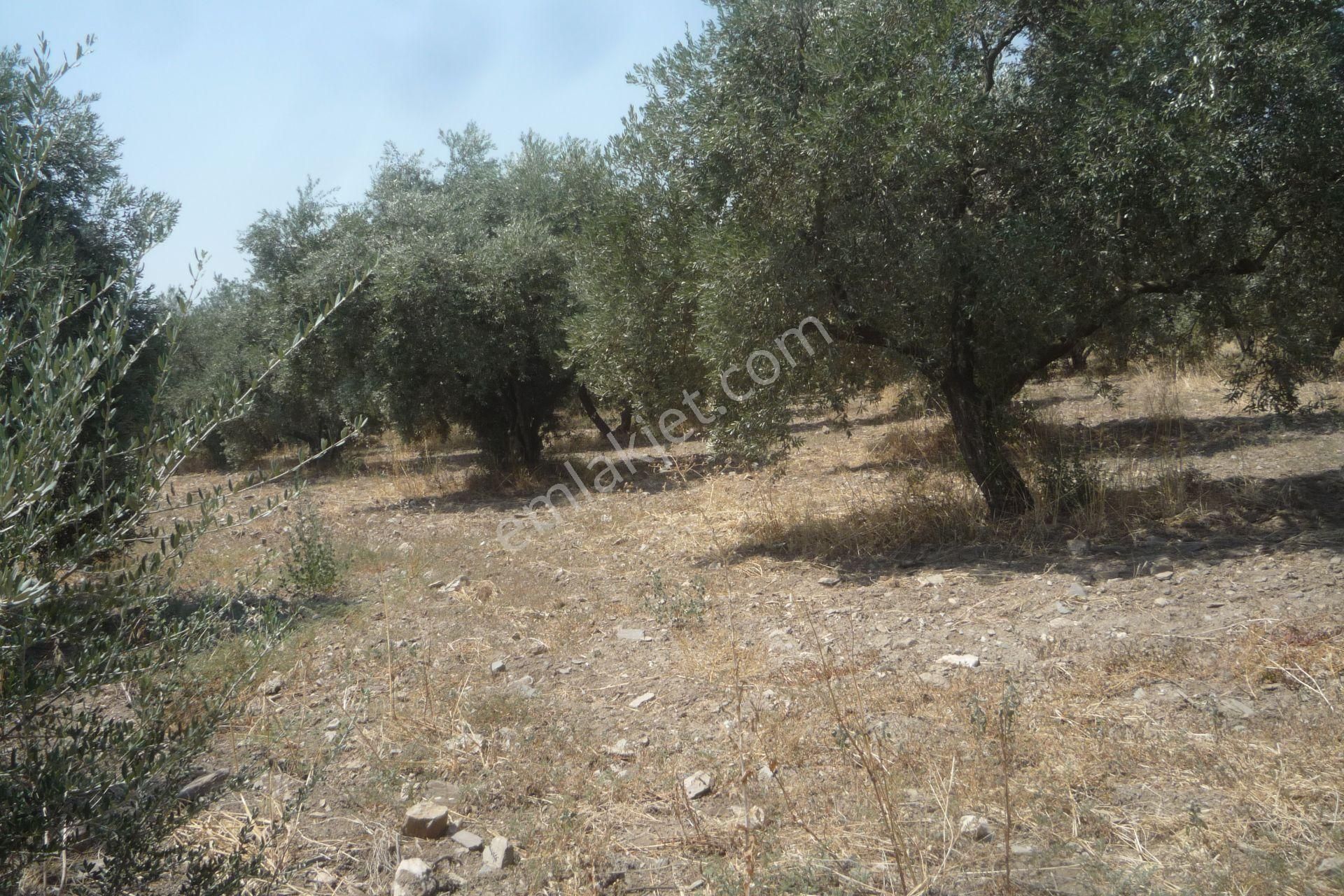 İzmir Torbalı Gold Emlaktan Çiftçigediğinde Satılık Zeytin Bahçesi - Görsel 5