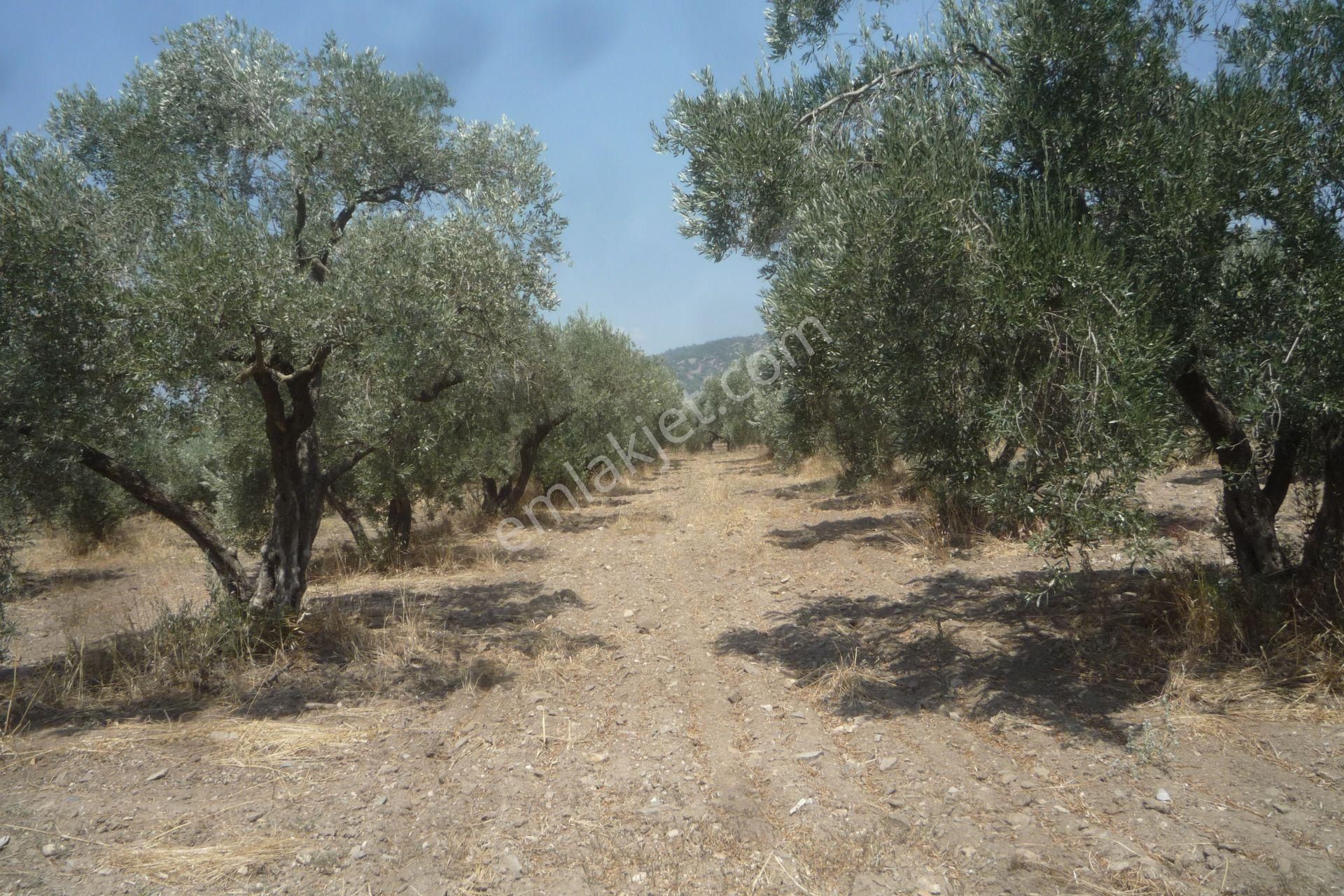 İzmir Torbalı Gold Emlaktan Çiftçigediğinde Satılık Zeytin Bahçesi - Görsel 9