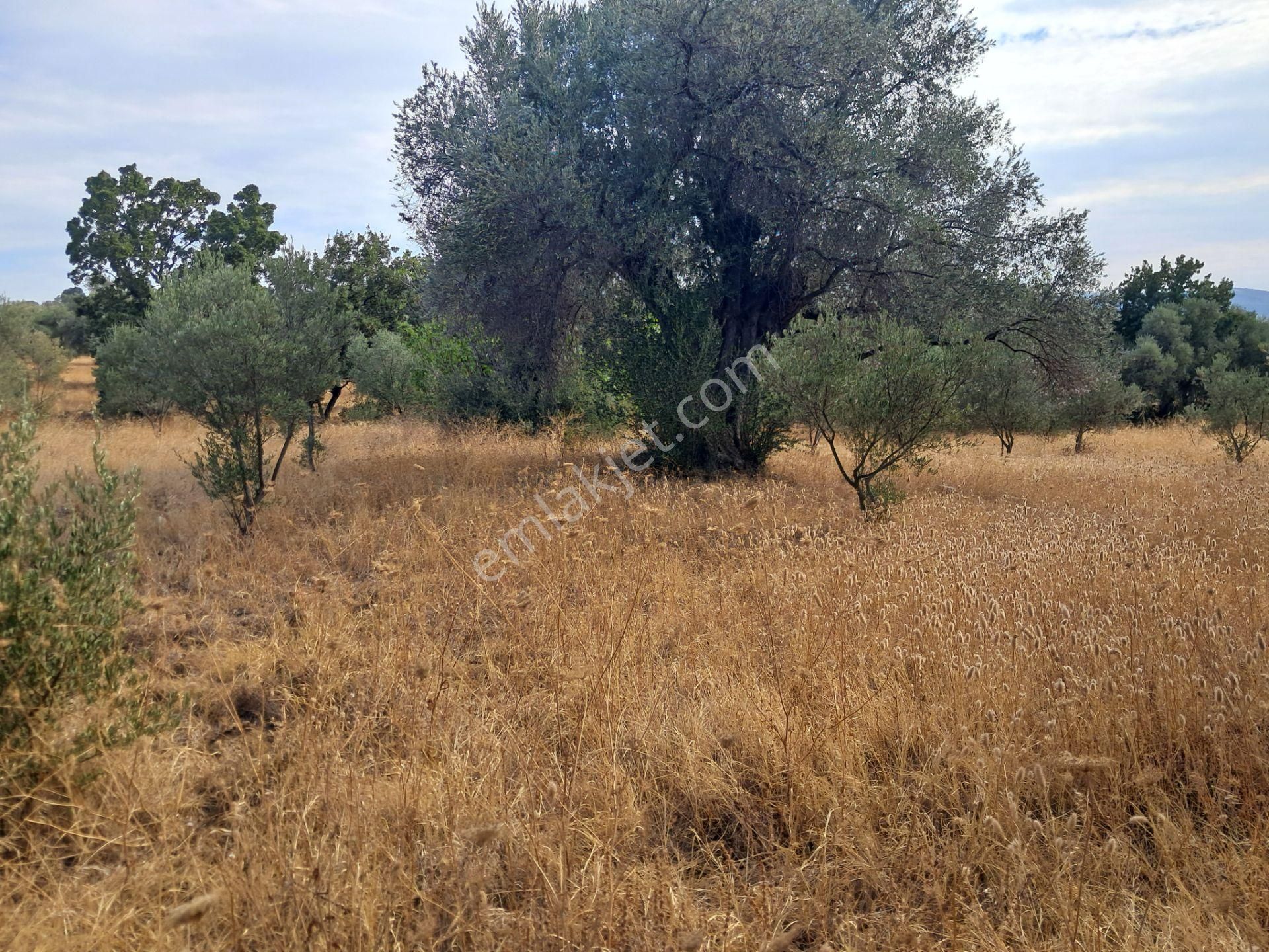 İzmir Torbalı Gold Emlaktan Satılık Zeytinlik - Görsel 4