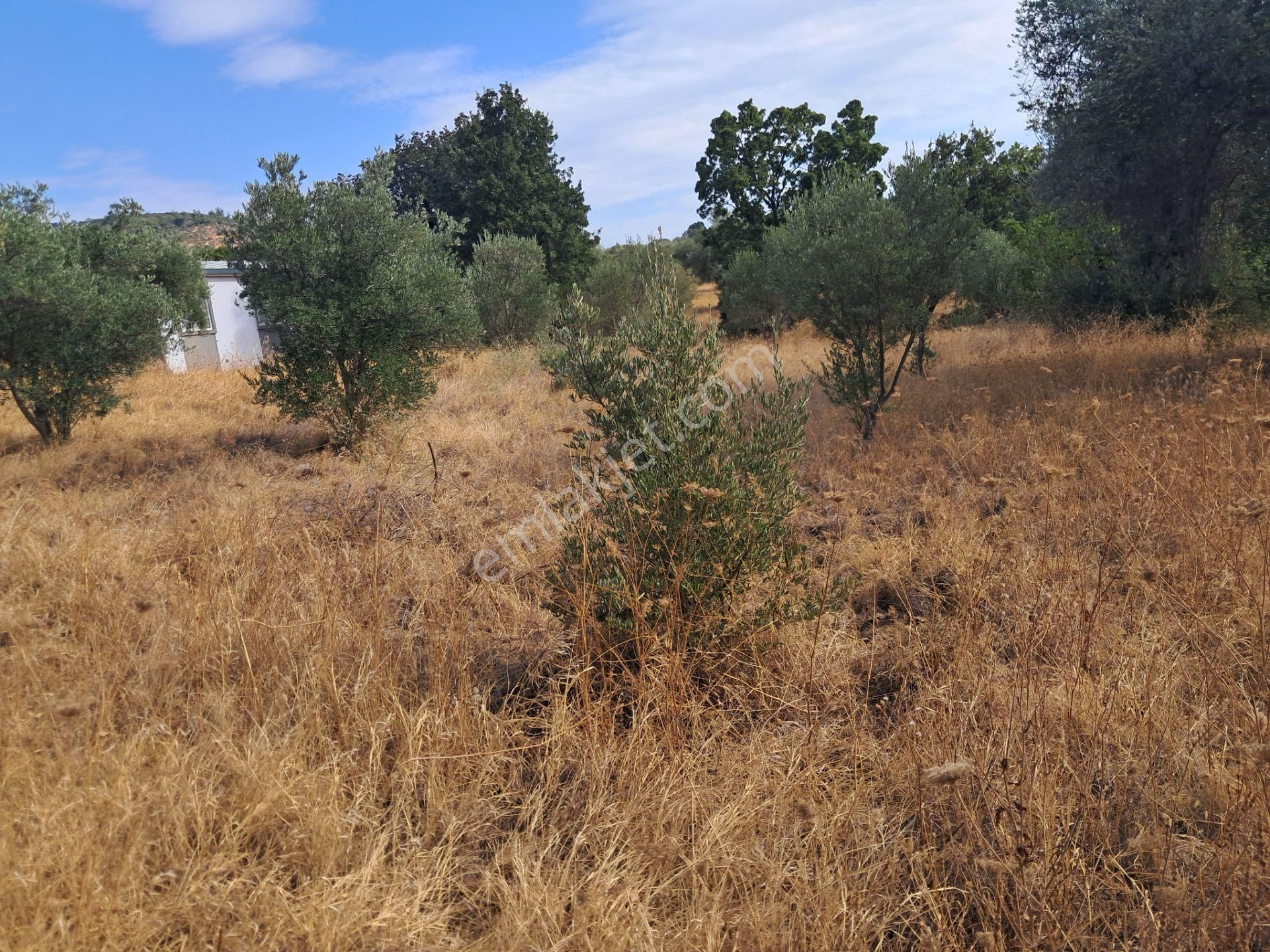 İzmir Torbalı Gold Emlaktan Satılık Zeytinlik - Görsel 3