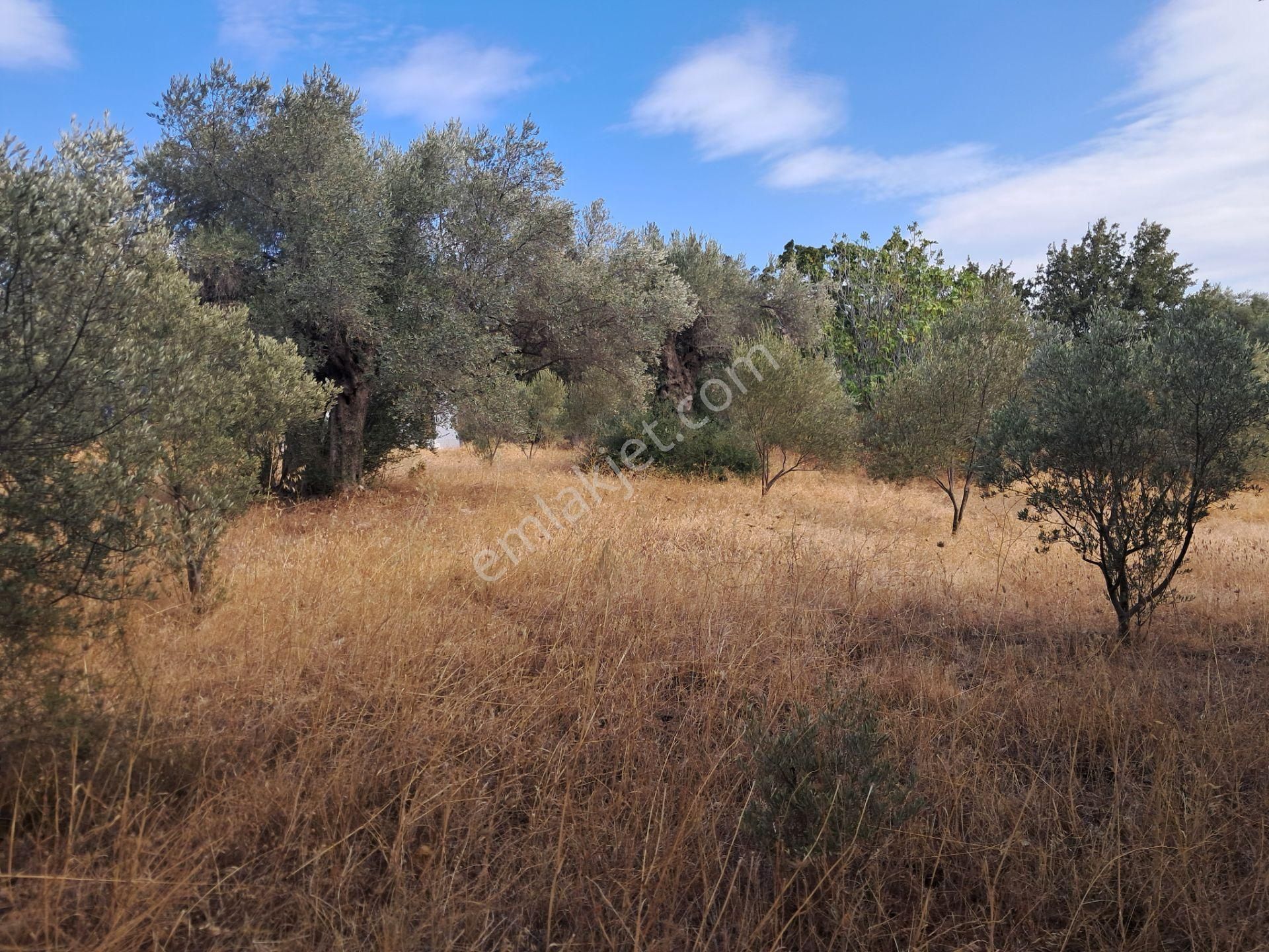 İzmir Torbalı Gold Emlaktan Satılık Zeytinlik - Görsel 9