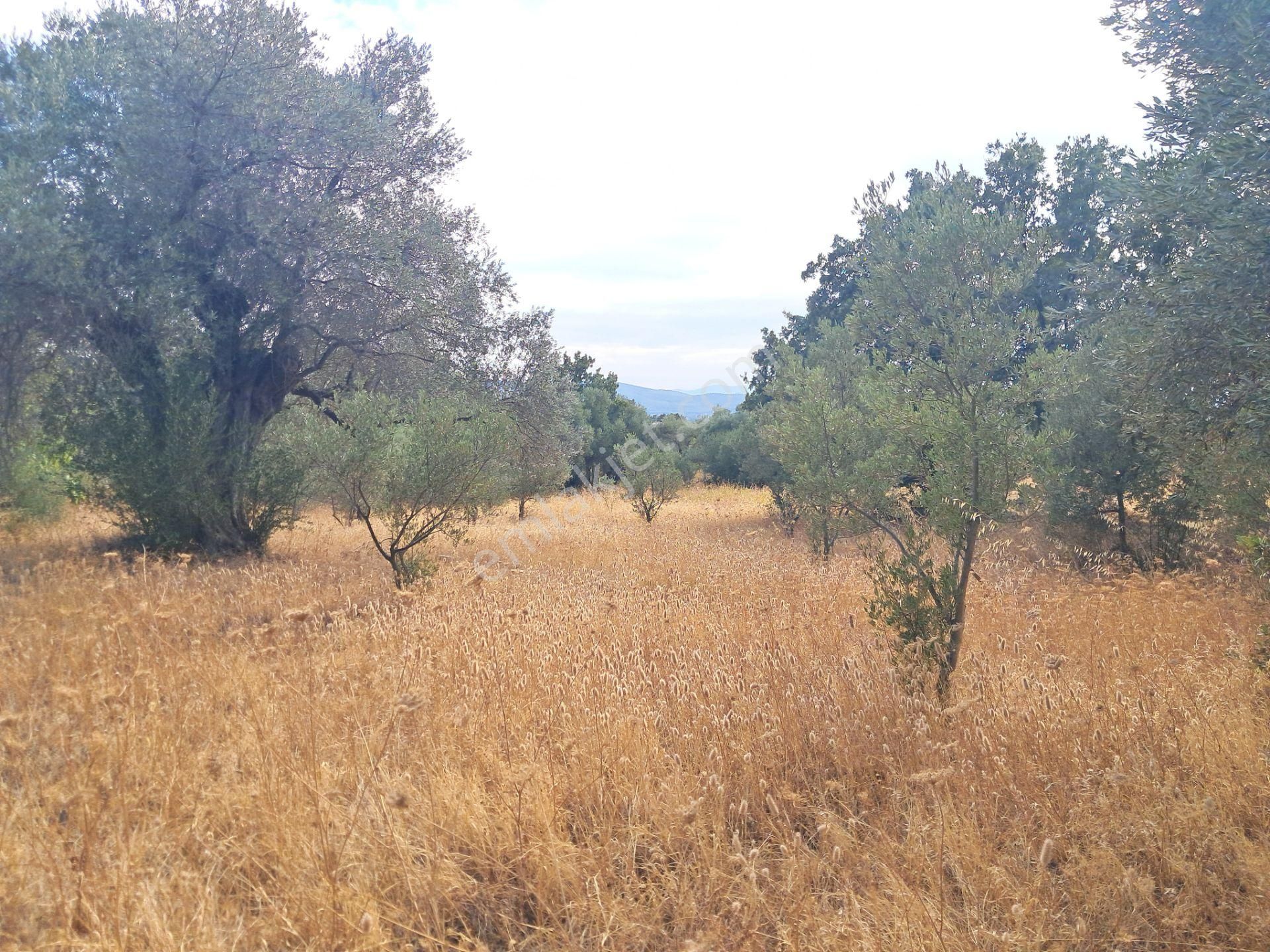 İzmir Torbalı Gold Emlaktan Satılık Zeytinlik - Görsel 5