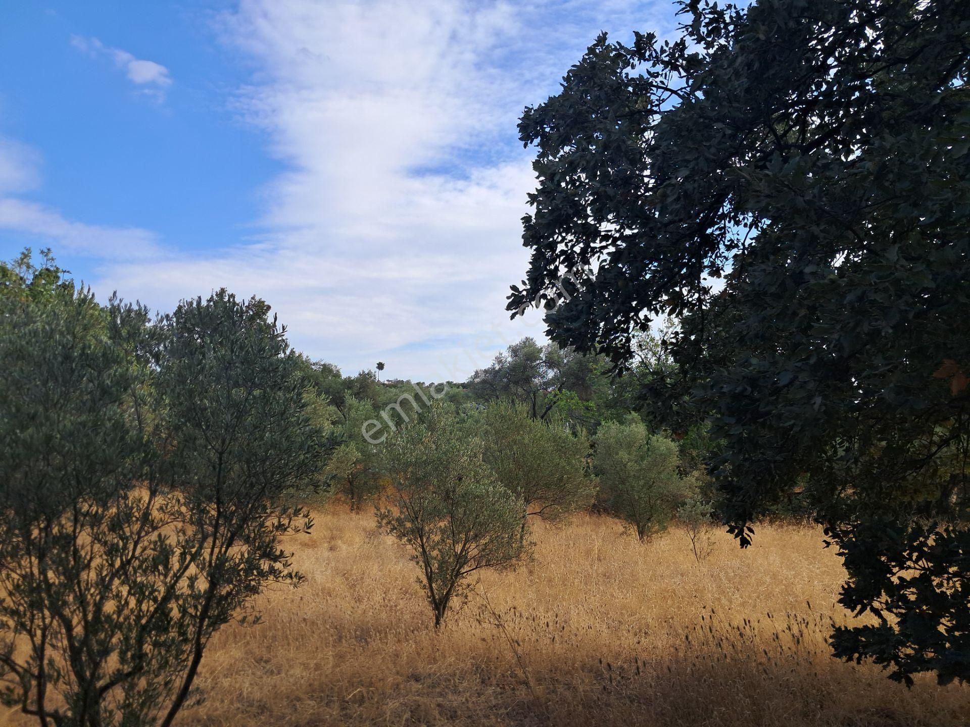 İzmir Torbalı Gold Emlaktan Satılık Zeytinlik
