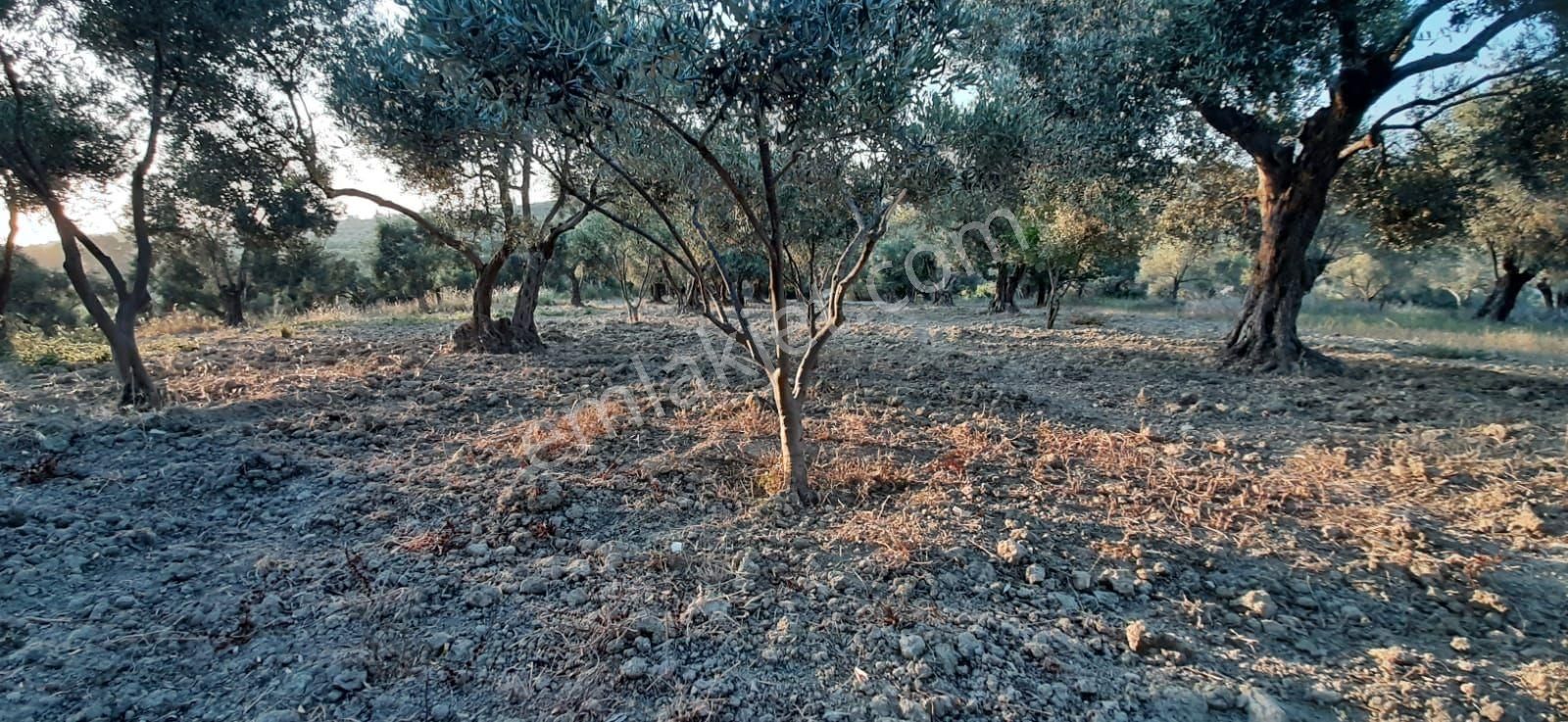 Kuşadası Kirazlıköyü Yolunda Satılık 1.046 M2 Zeytinlik - Görsel 7