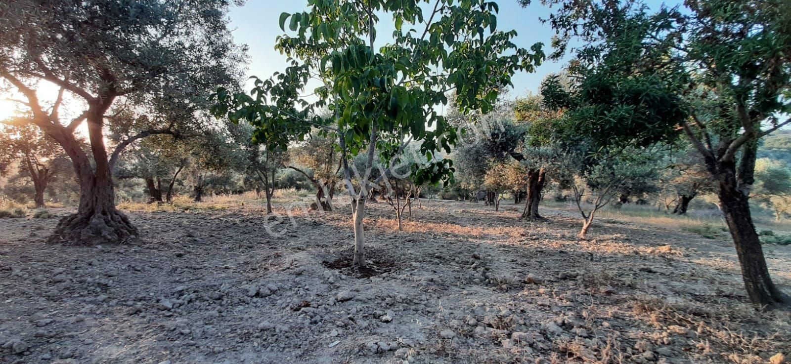 Kuşadası Kirazlıköyü Yolunda Satılık 1.046 M2 Zeytinlik - Görsel 4
