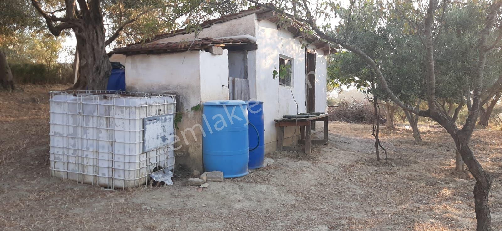 Kuşadası Kirazlıköyü Yolunda Satılık 1.046 M2 Zeytinlik