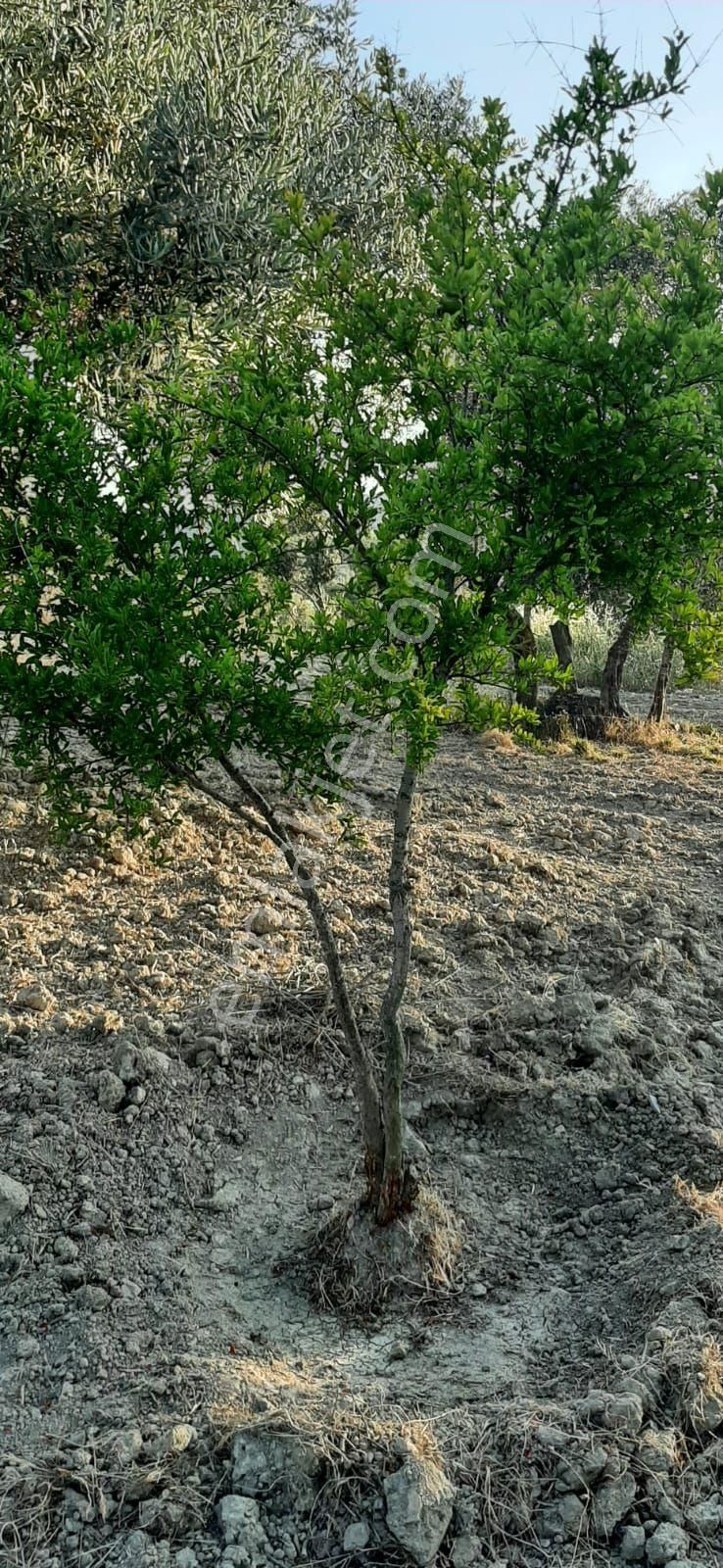 Kuşadası Kirazlıköyü Yolunda Satılık 1.046 M2 Zeytinlik - Görsel 12