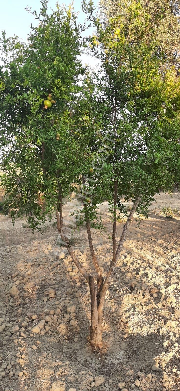 Kuşadası Kirazlıköyü Yolunda Satılık 1.046 M2 Zeytinlik - Görsel 13