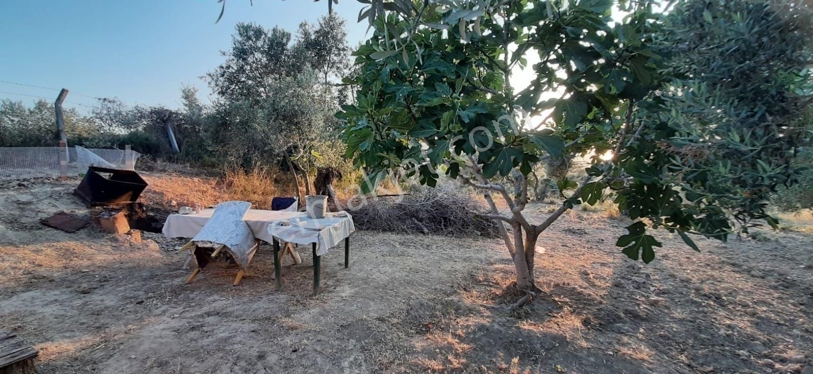 Kuşadası Kirazlıköyü Yolunda Satılık 1.046 M2 Zeytinlik - Görsel 2