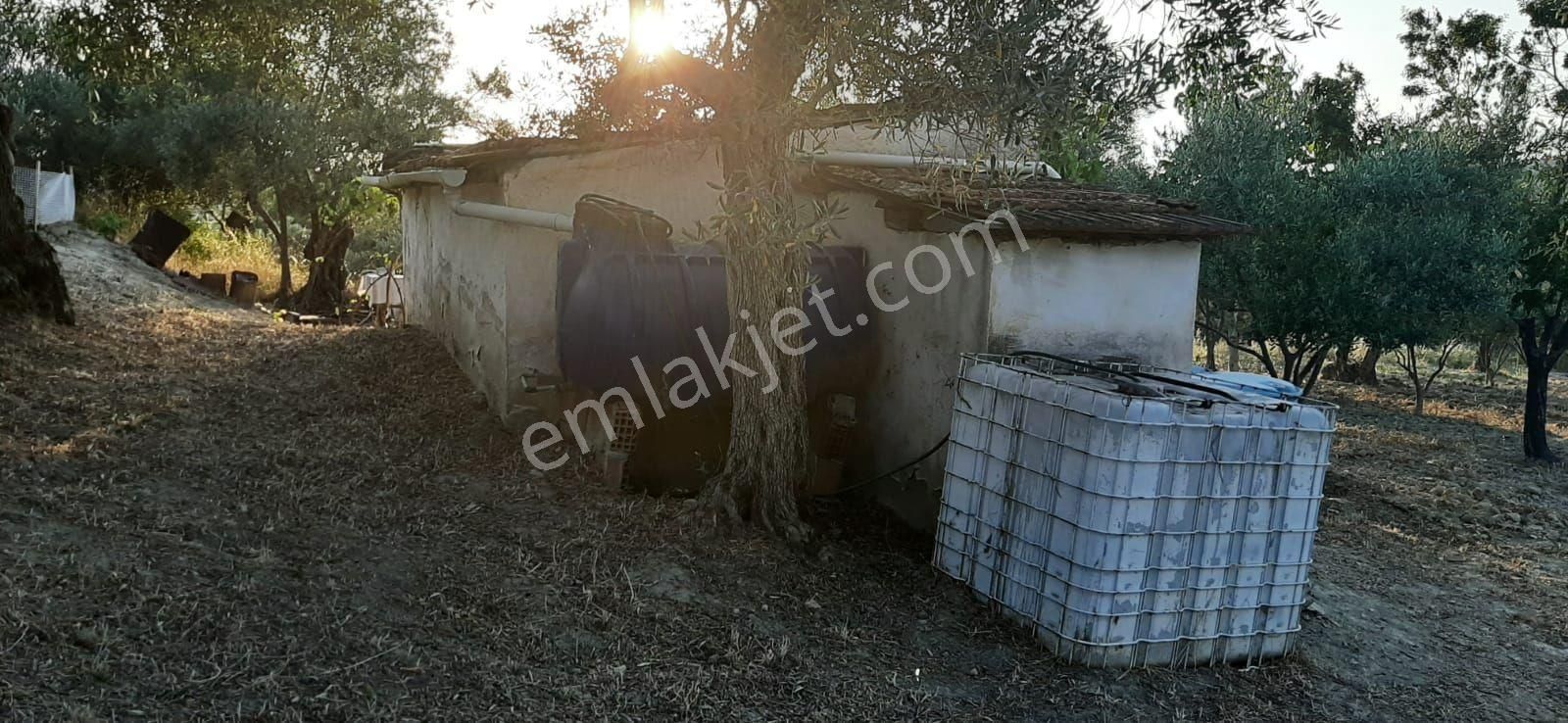 Kuşadası Kirazlıköyü Yolunda Satılık 1.046 M2 Zeytinlik - Görsel 8