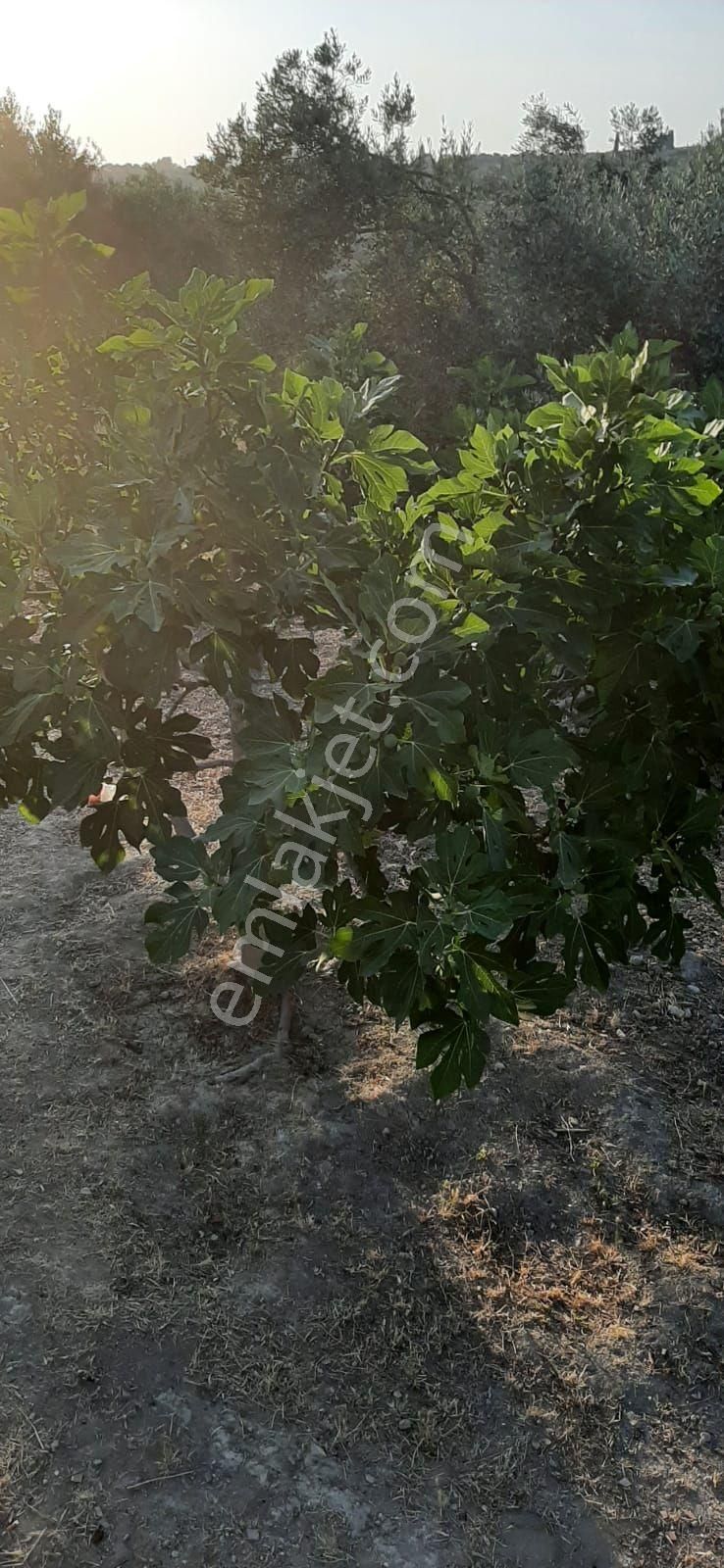 Kuşadası Kirazlıköyü Yolunda Satılık 1.046 M2 Zeytinlik - Görsel 6