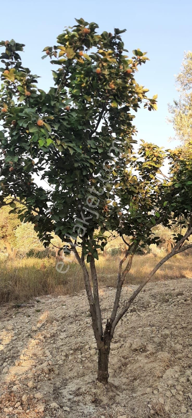 Kuşadası Kirazlıköyü Yolunda Satılık 1.046 M2 Zeytinlik - Görsel 14