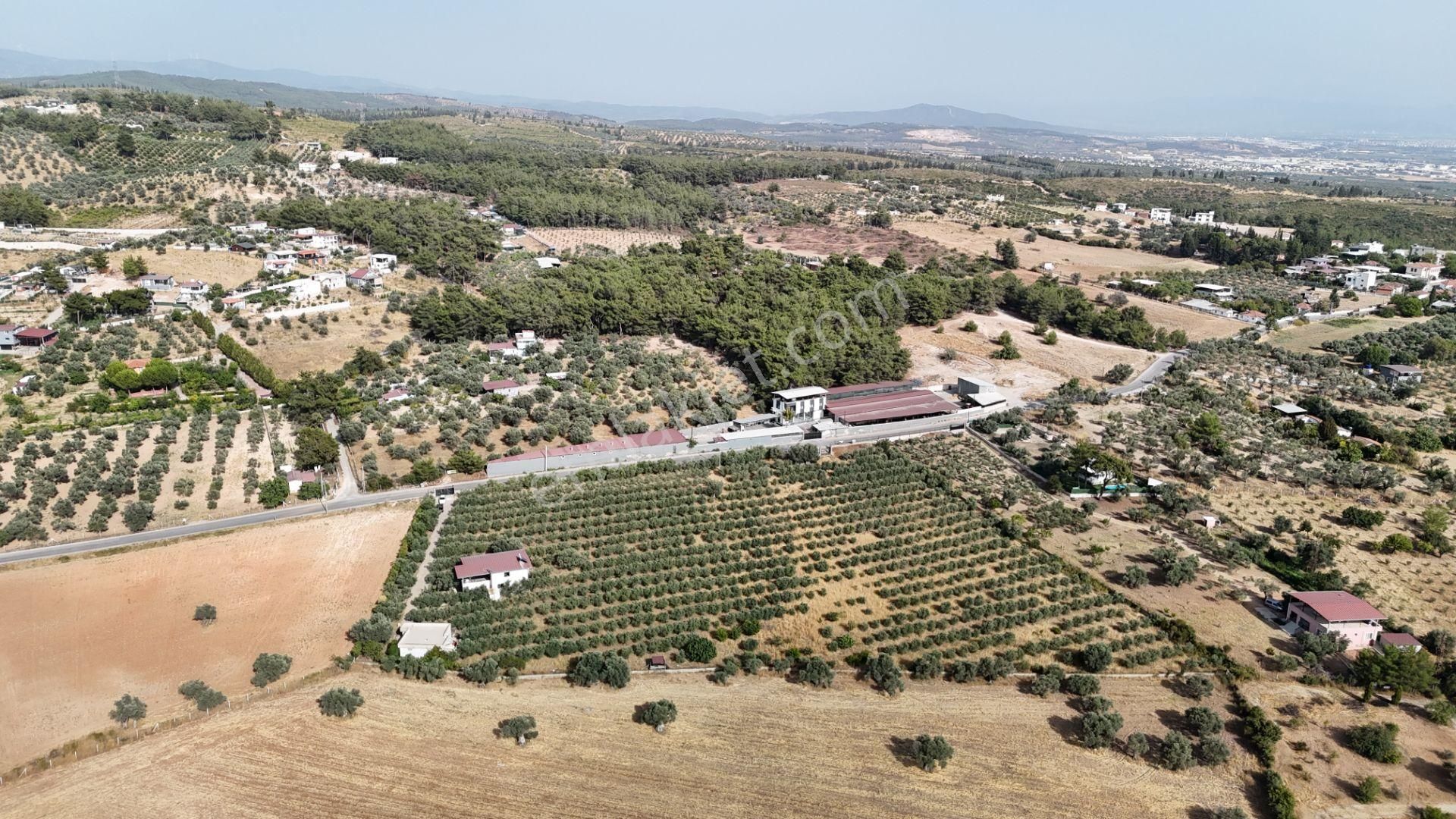 Torbalı Yoğurtçular'da 6040 M2 Satılık Zeytinlik - Görsel 15