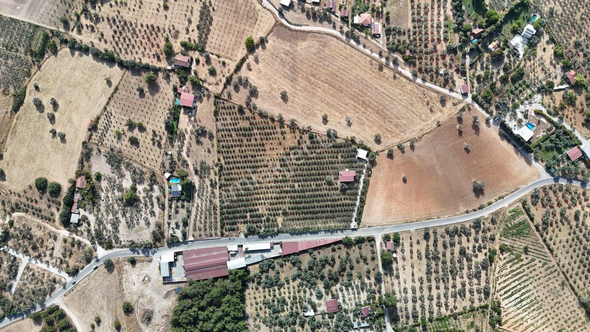 Torbalı Yoğurtçular'da 6040 M2 Satılık Zeytinlik - Görsel 7