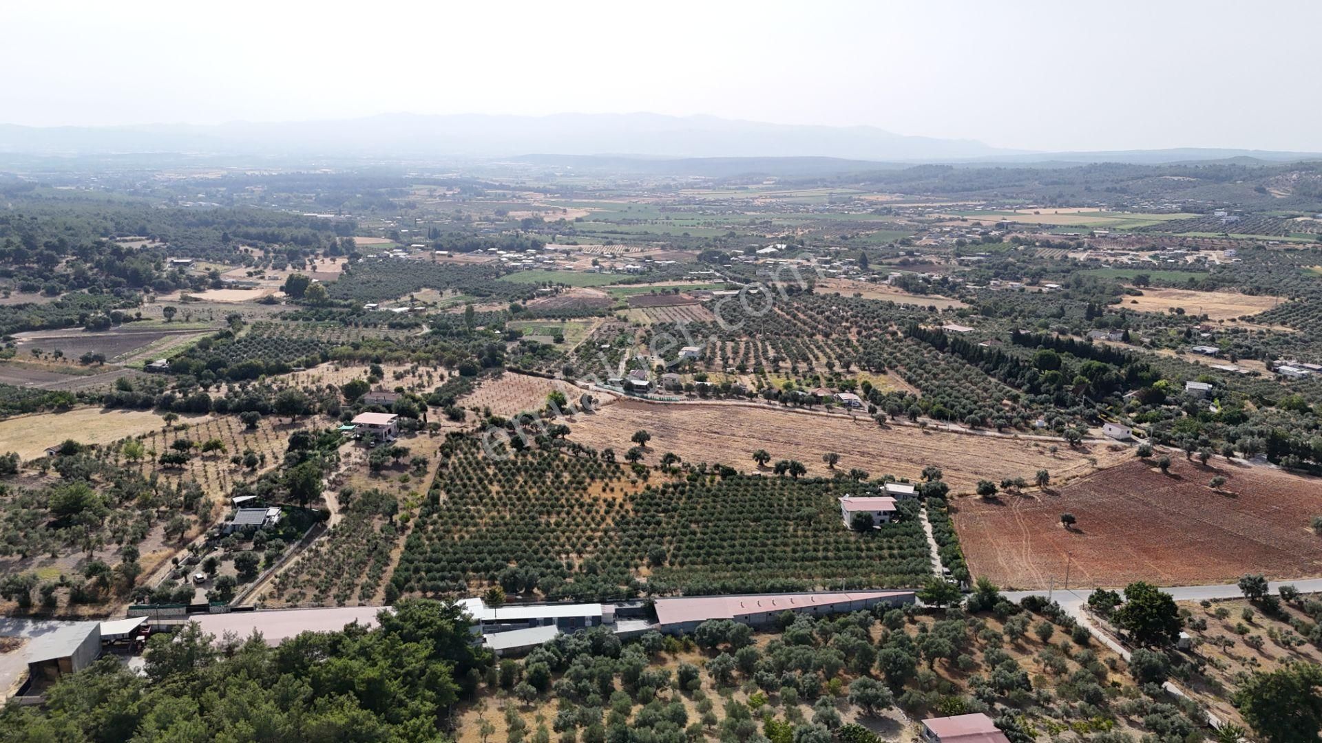 Torbalı Yoğurtçular'da 6040 M2 Satılık Zeytinlik - Görsel 12