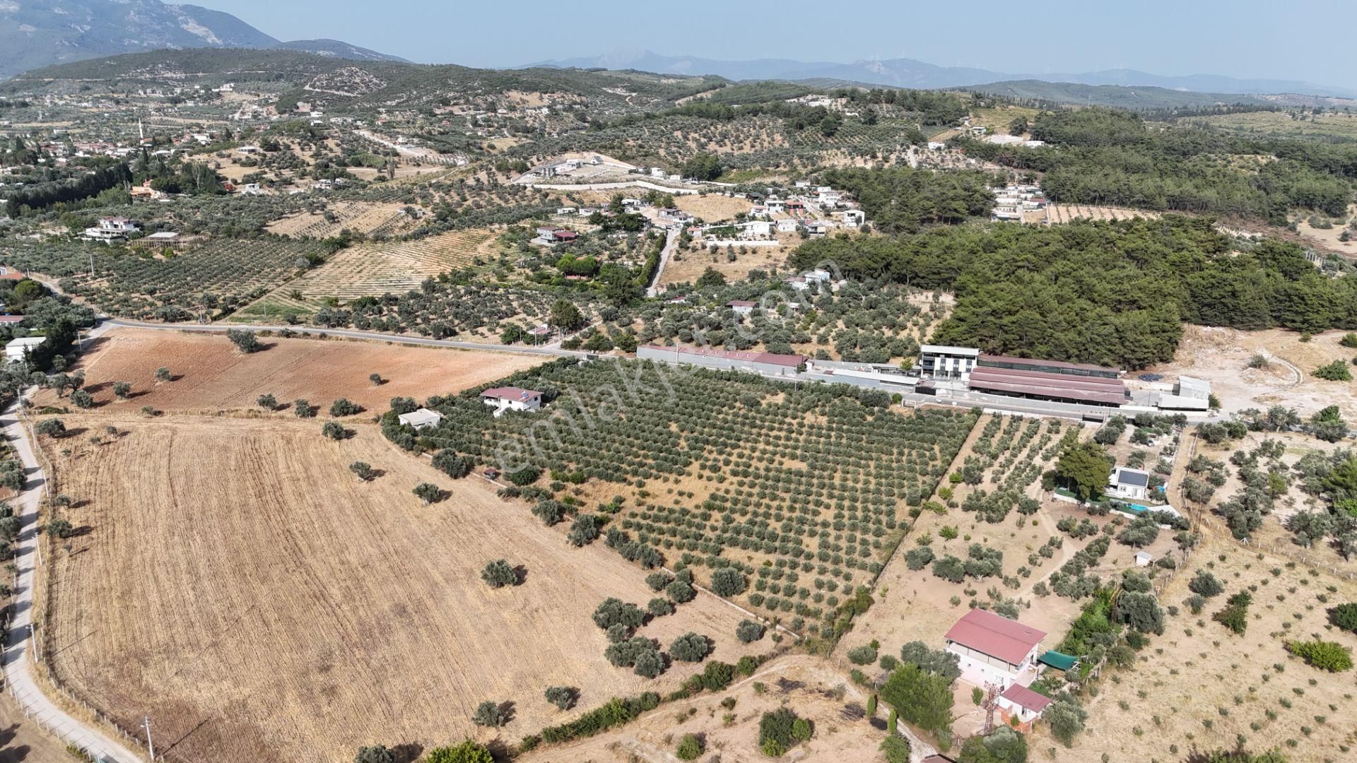 Torbalı Yoğurtçular'da 6040 M2 Satılık Zeytinlik - Görsel 16