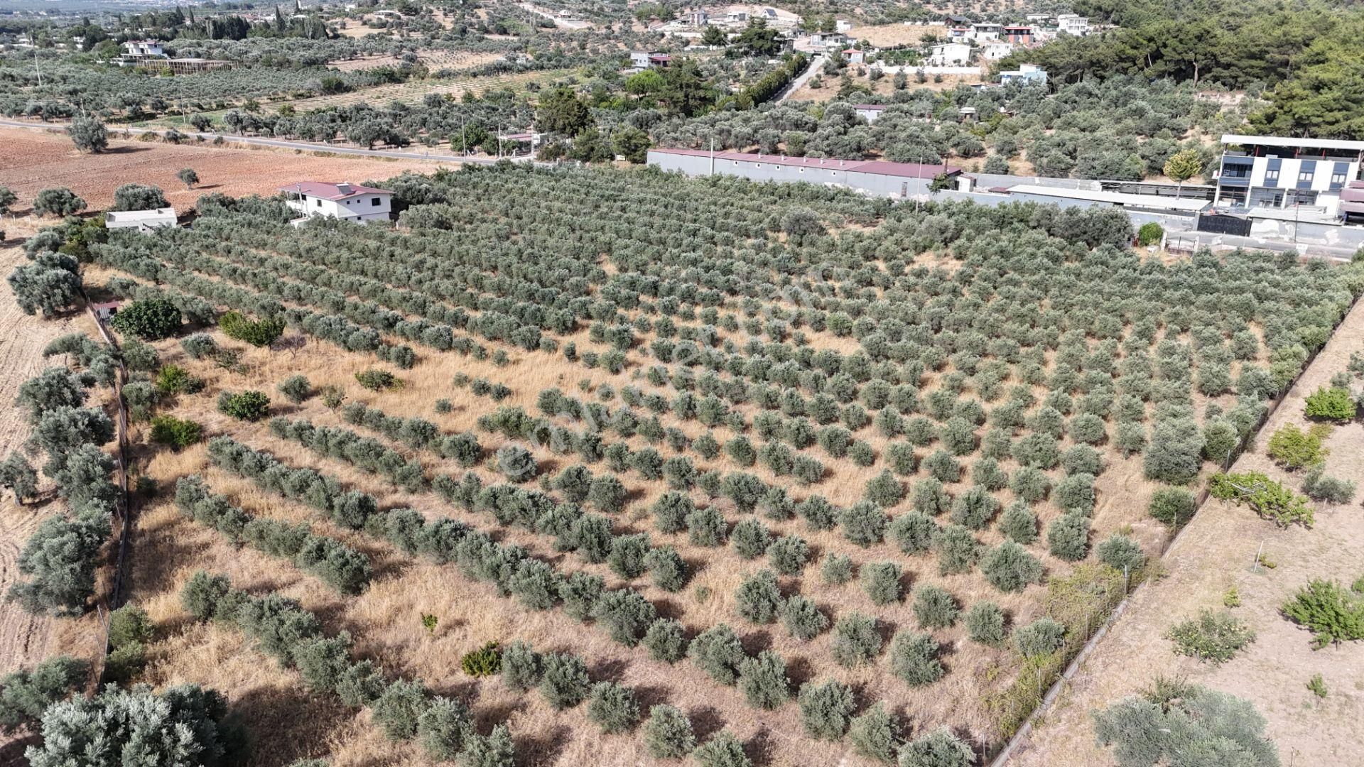 Torbalı Yoğurtçular'da 6040 M2 Satılık Zeytinlik - Görsel 17