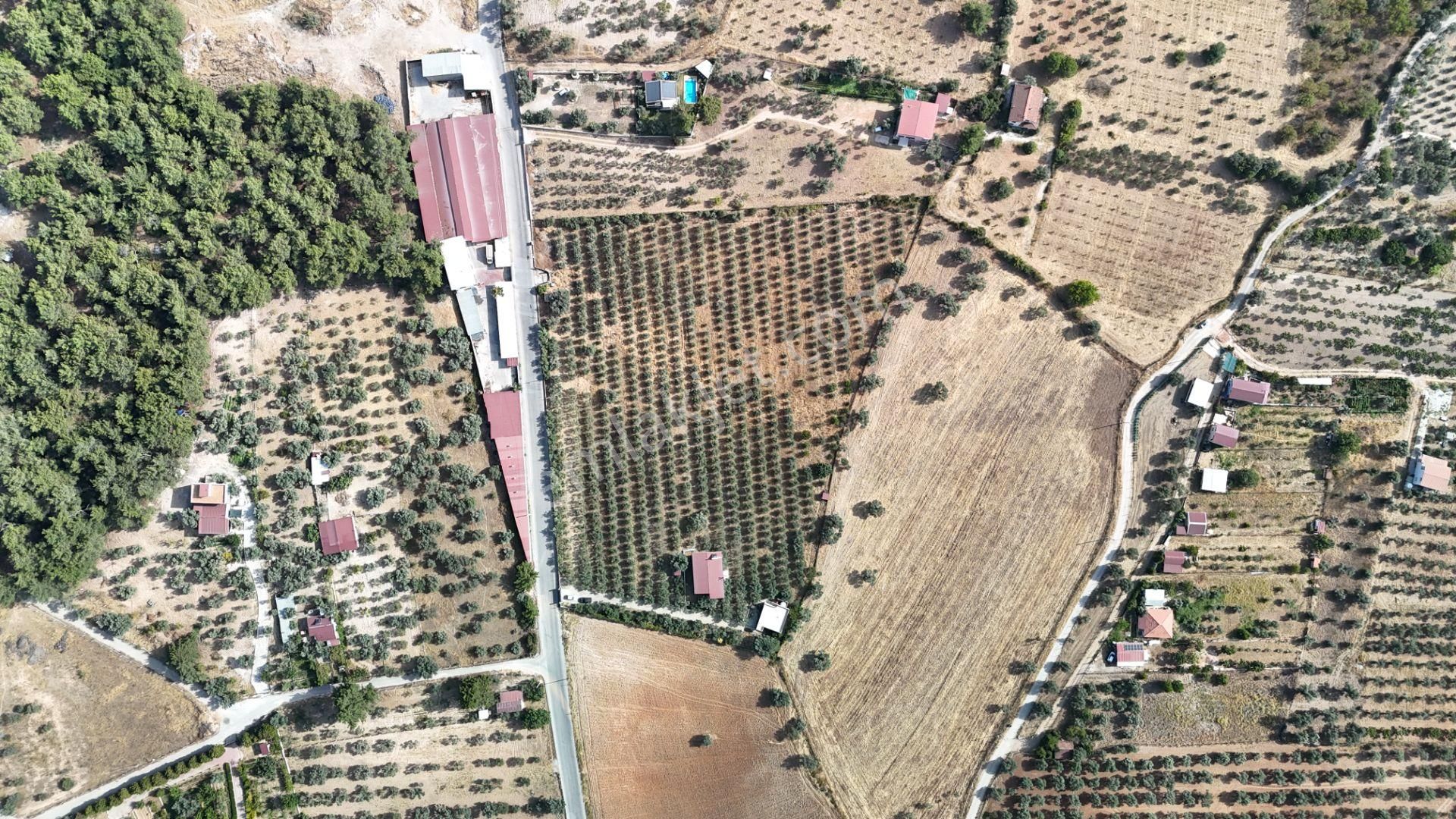 Torbalı Yoğurtçular'da 6040 M2 Satılık Zeytinlik - Görsel 6