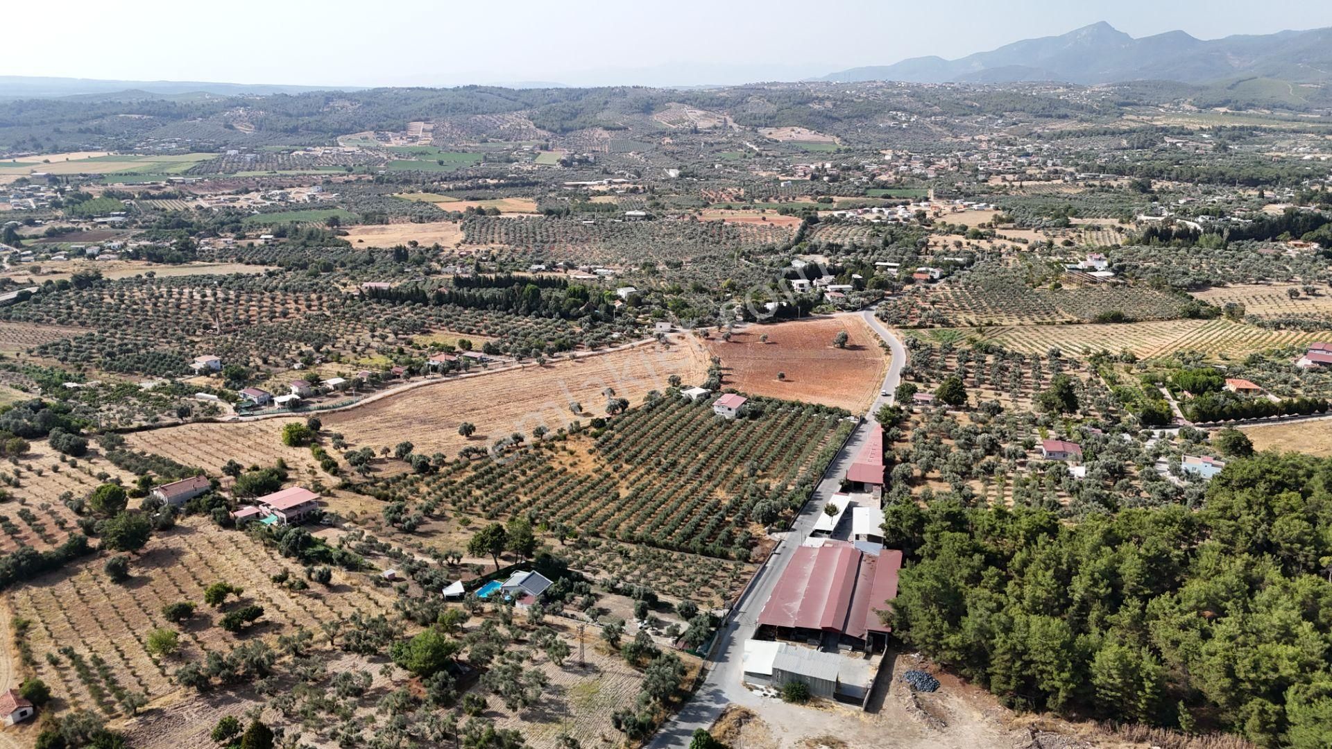 Torbalı Yoğurtçular'da 6040 M2 Satılık Zeytinlik - Görsel 9