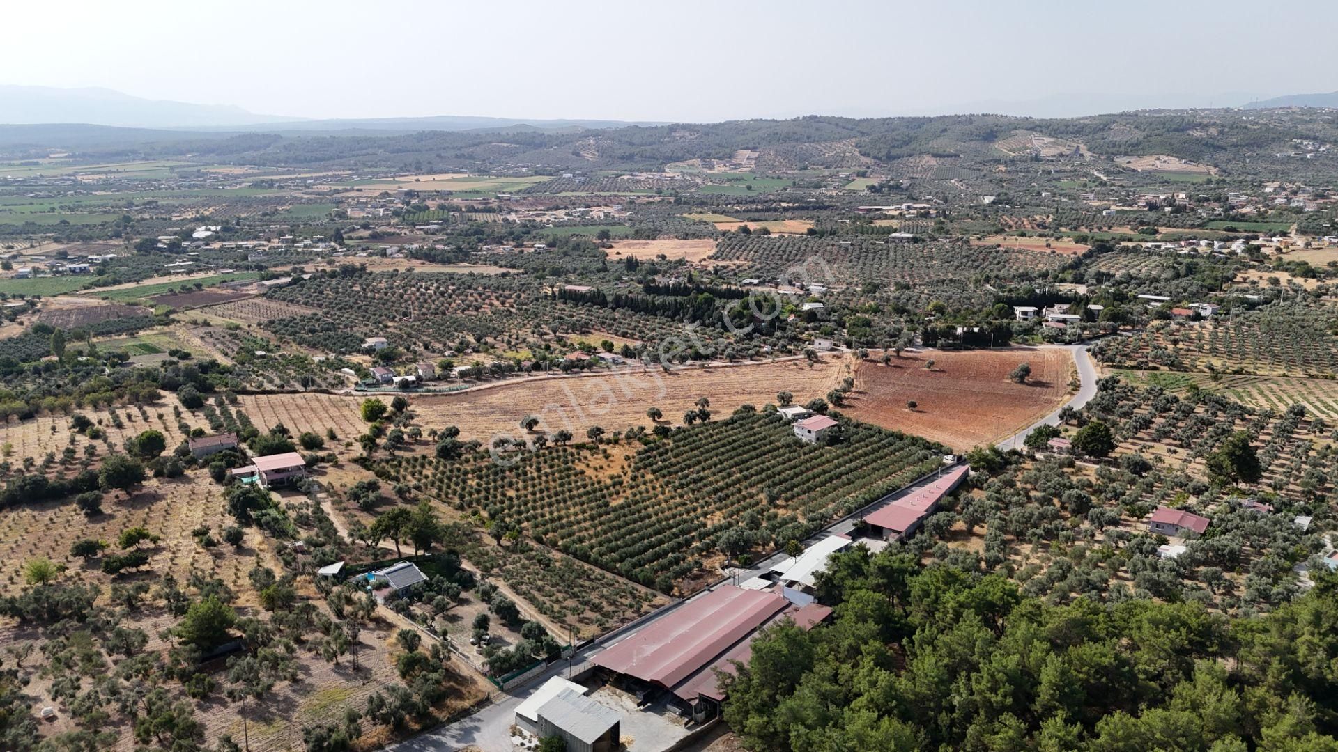 Torbalı Yoğurtçular'da 6040 M2 Satılık Zeytinlik - Görsel 11