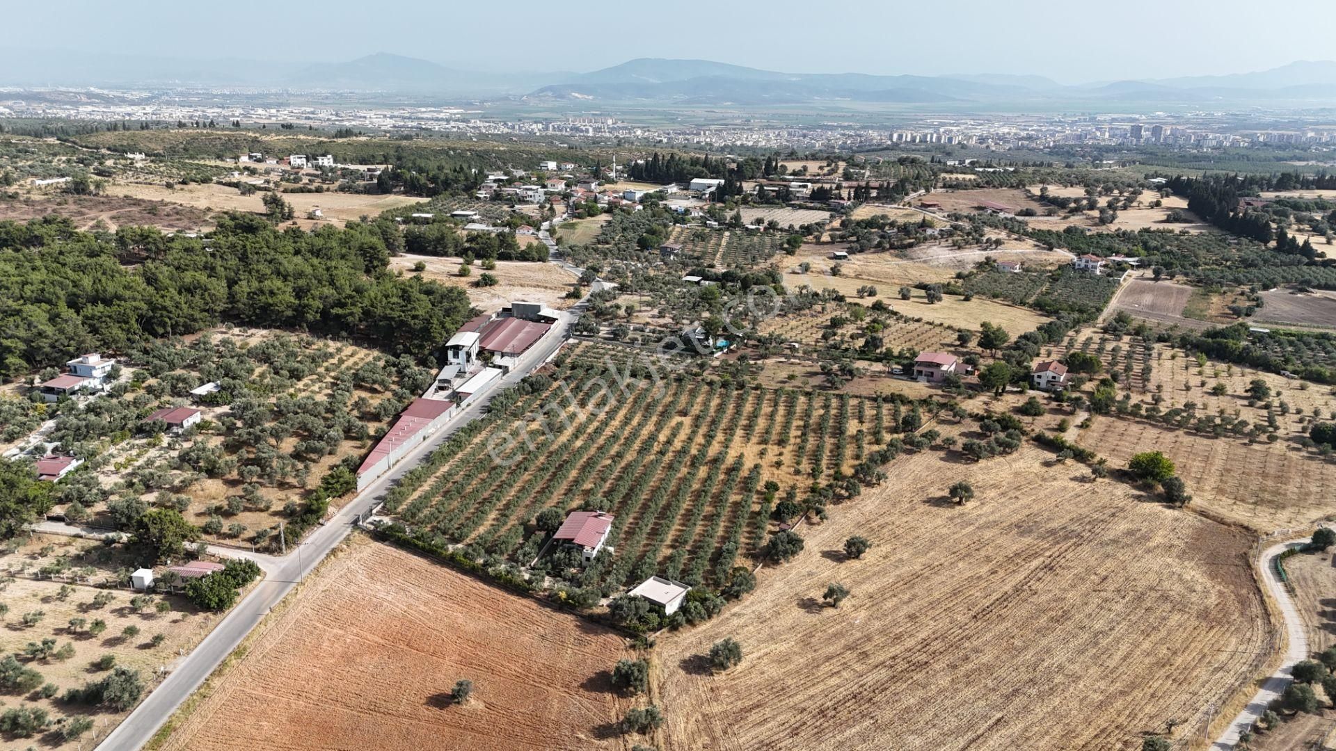 Torbalı Yoğurtçular'da 6040 M2 Satılık Zeytinlik - Görsel 14