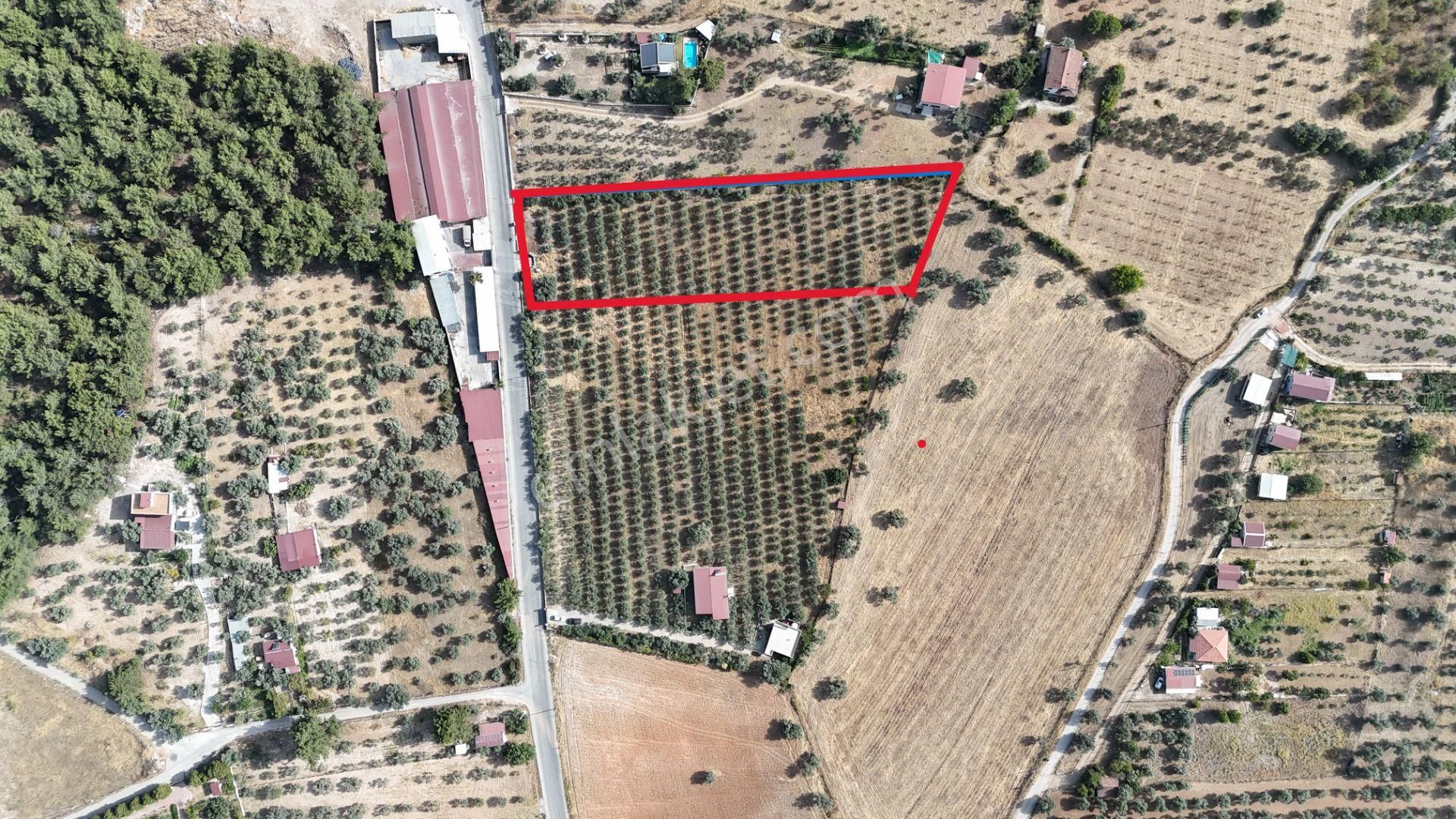 Torbalı Yoğurtçular'da 6040 M2 Satılık Zeytinlik - Görsel 3