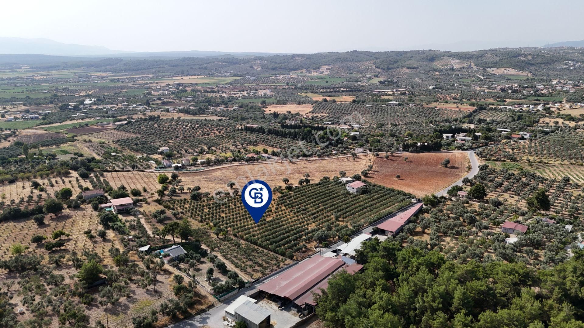 Torbalı Yoğurtçular'da 6040 M2 Satılık Zeytinlik