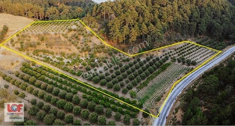 Lobby Fortis'ten Buldan Süleymanlı Yaylasında Bağ-bahçe
