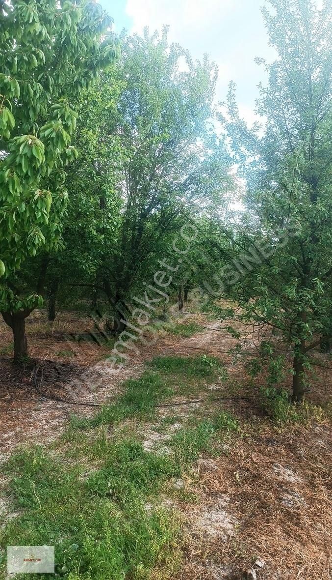 Sultandağı Dereçine'de Meyve Bahçesi - Görsel 5