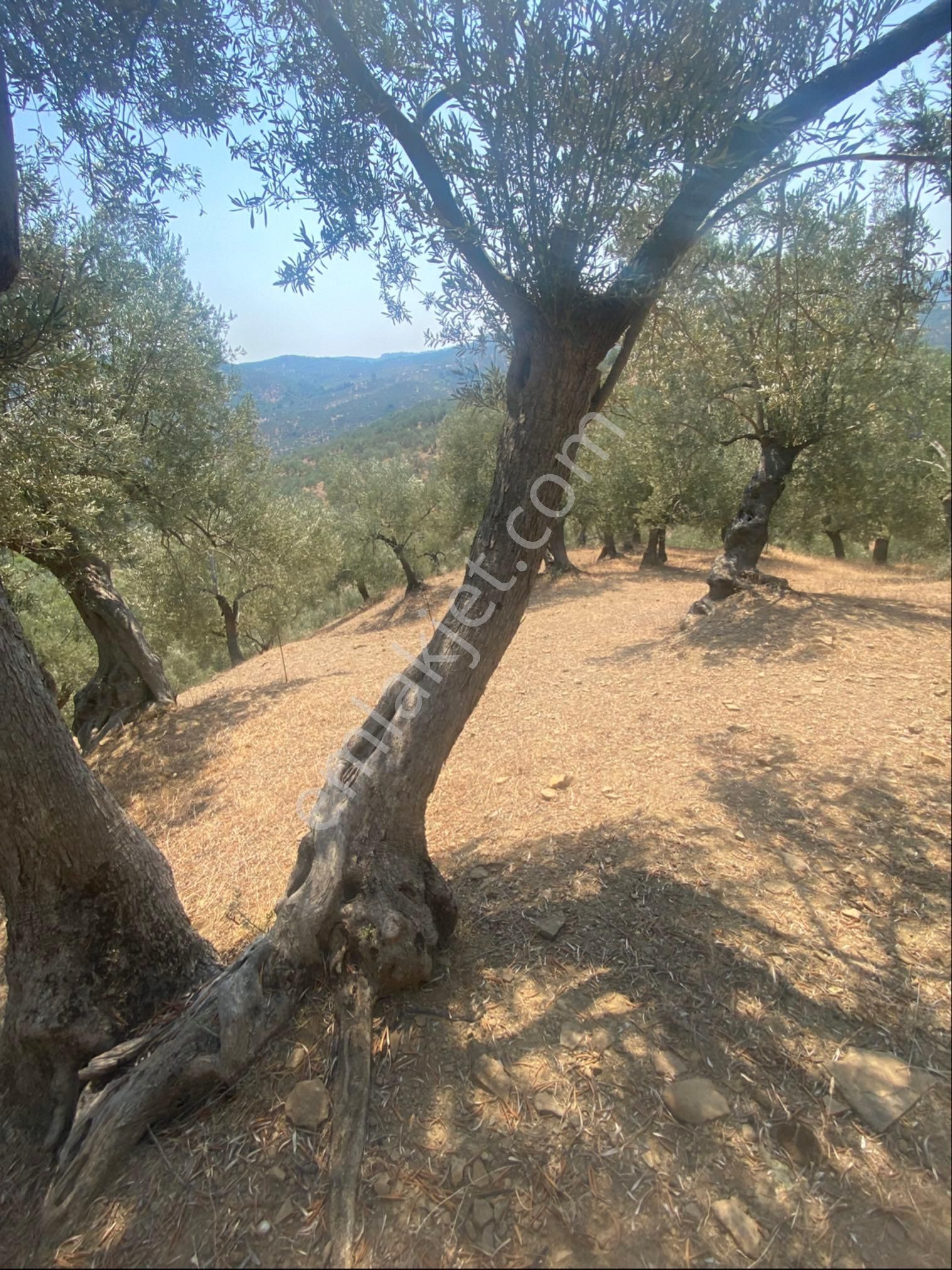 Kücükkuyu Adatepe Mevki Kelepir Zeytinlık - Görsel 10