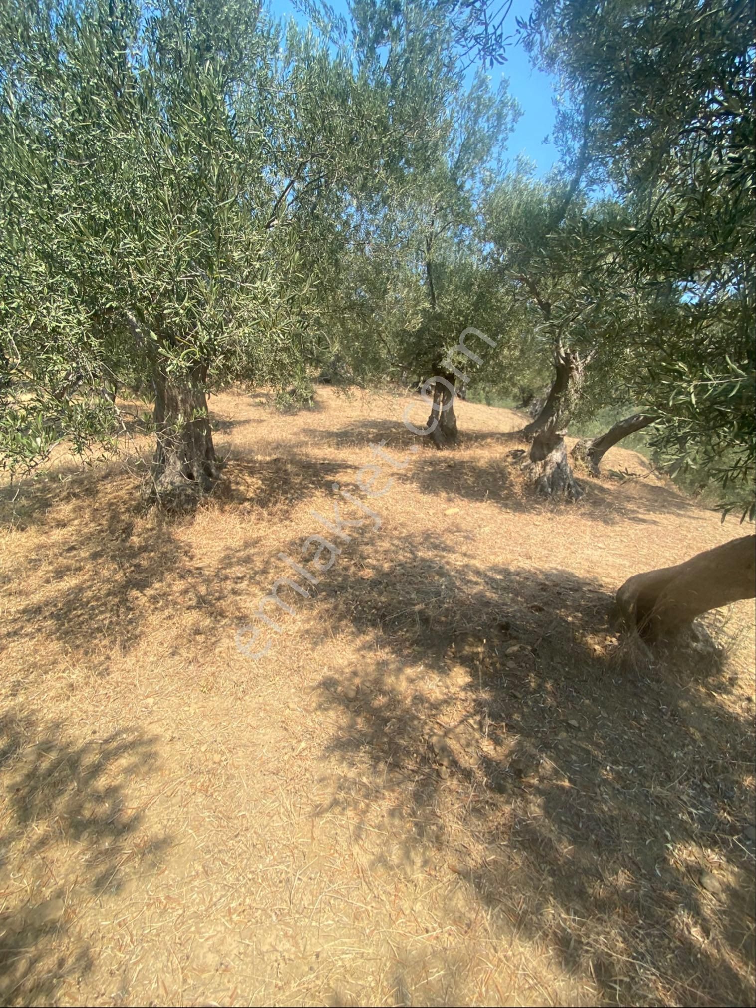 Kücükkuyu Adatepe Mevki Kelepir Zeytinlık - Görsel 5