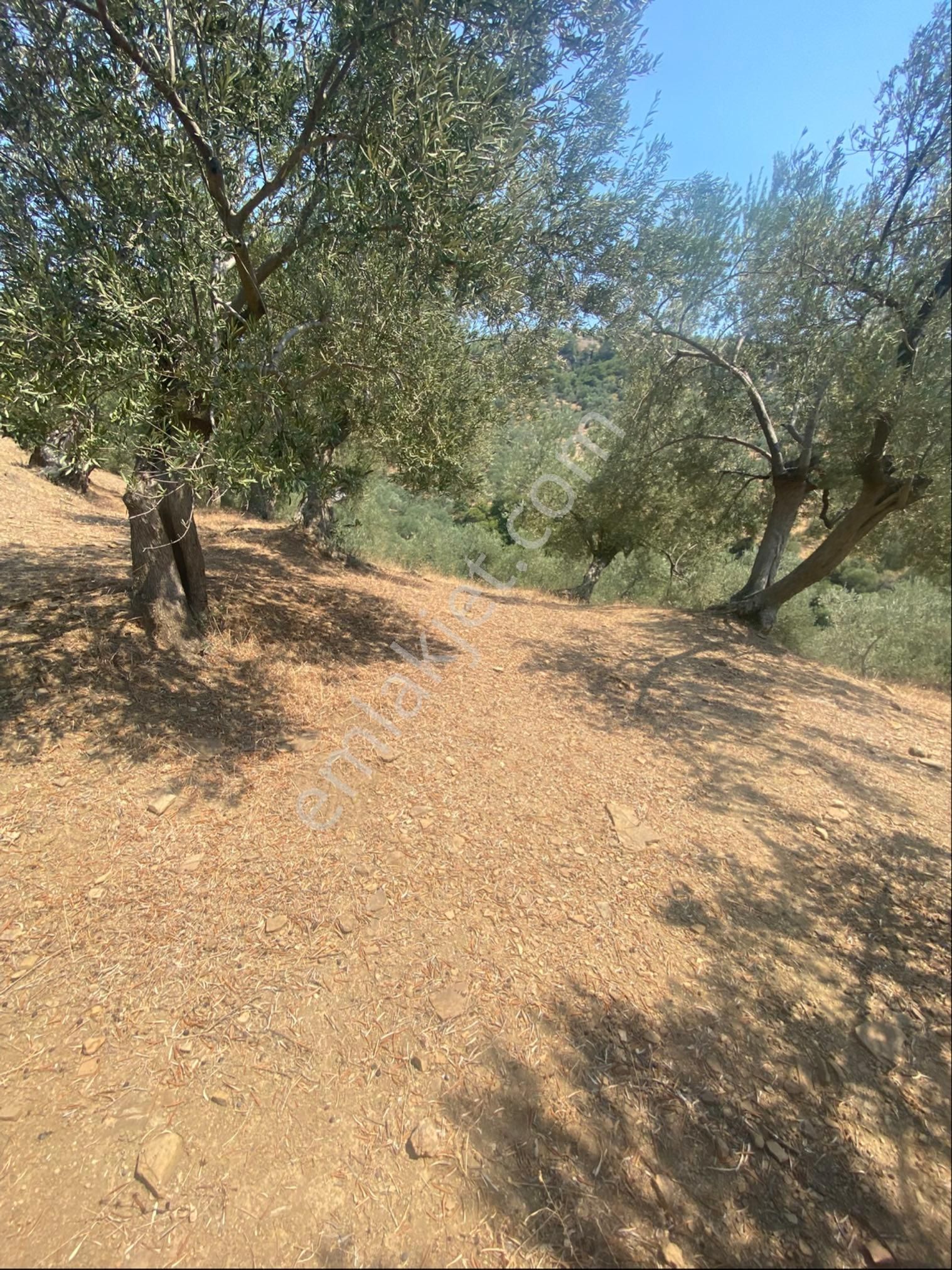 Kücükkuyu Adatepe Mevki Kelepir Zeytinlık - Görsel 18