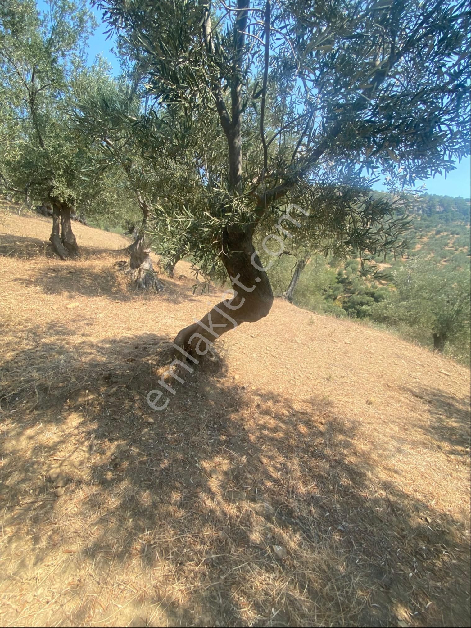 Kücükkuyu Adatepe Mevki Kelepir Zeytinlık - Görsel 7