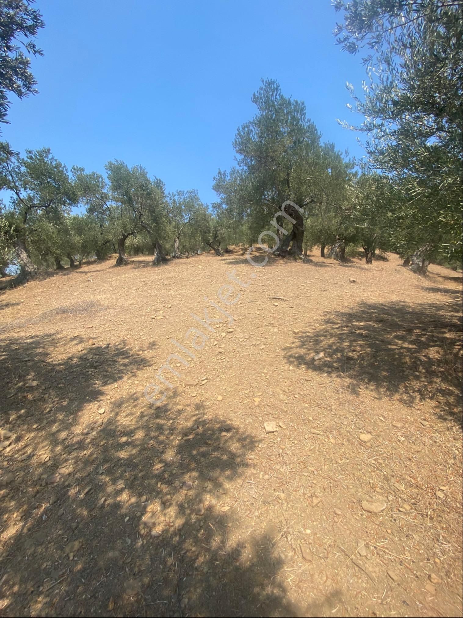 Kücükkuyu Adatepe Mevki Kelepir Zeytinlık - Görsel 16