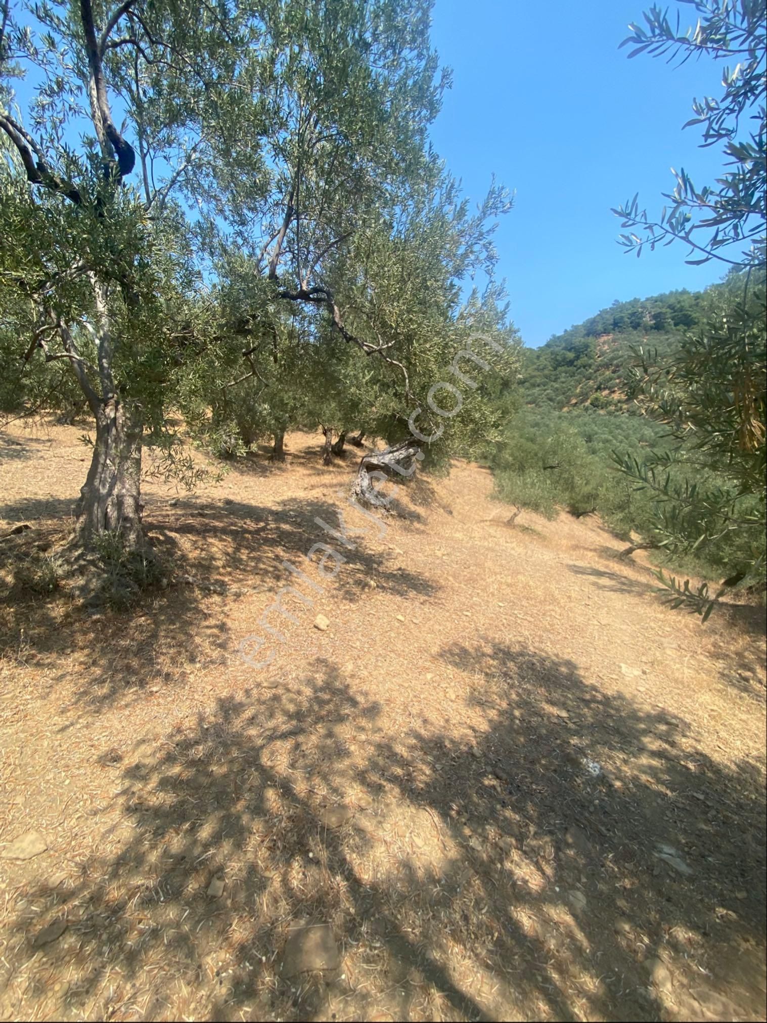 Kücükkuyu Adatepe Mevki Kelepir Zeytinlık - Görsel 13