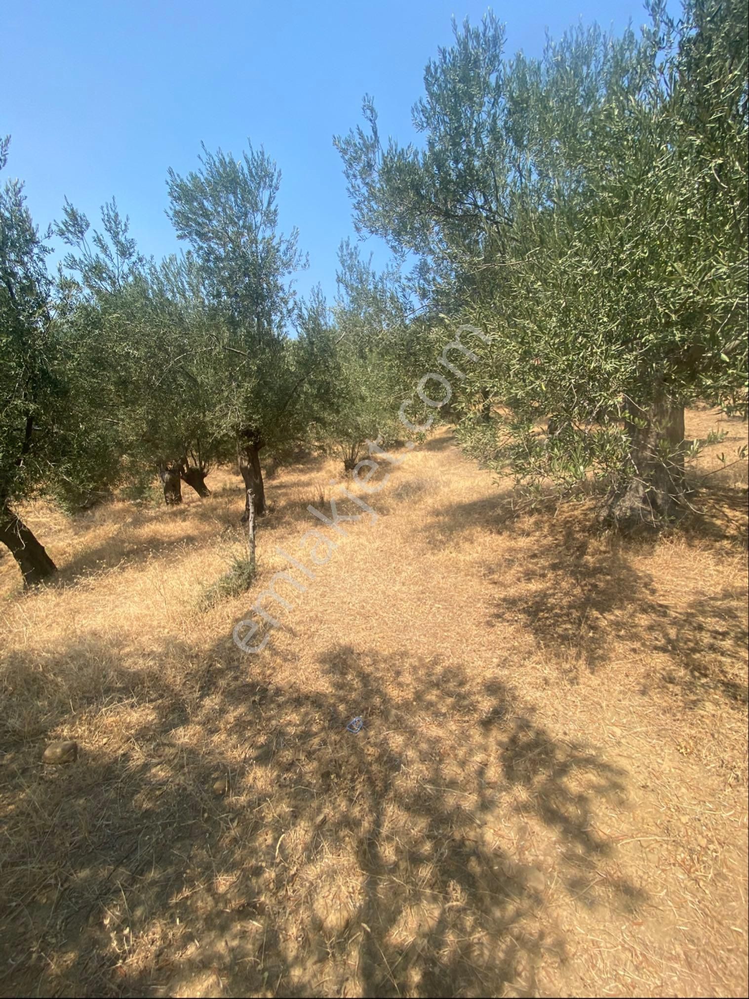 Kücükkuyu Adatepe Mevki Kelepir Zeytinlık - Görsel 6